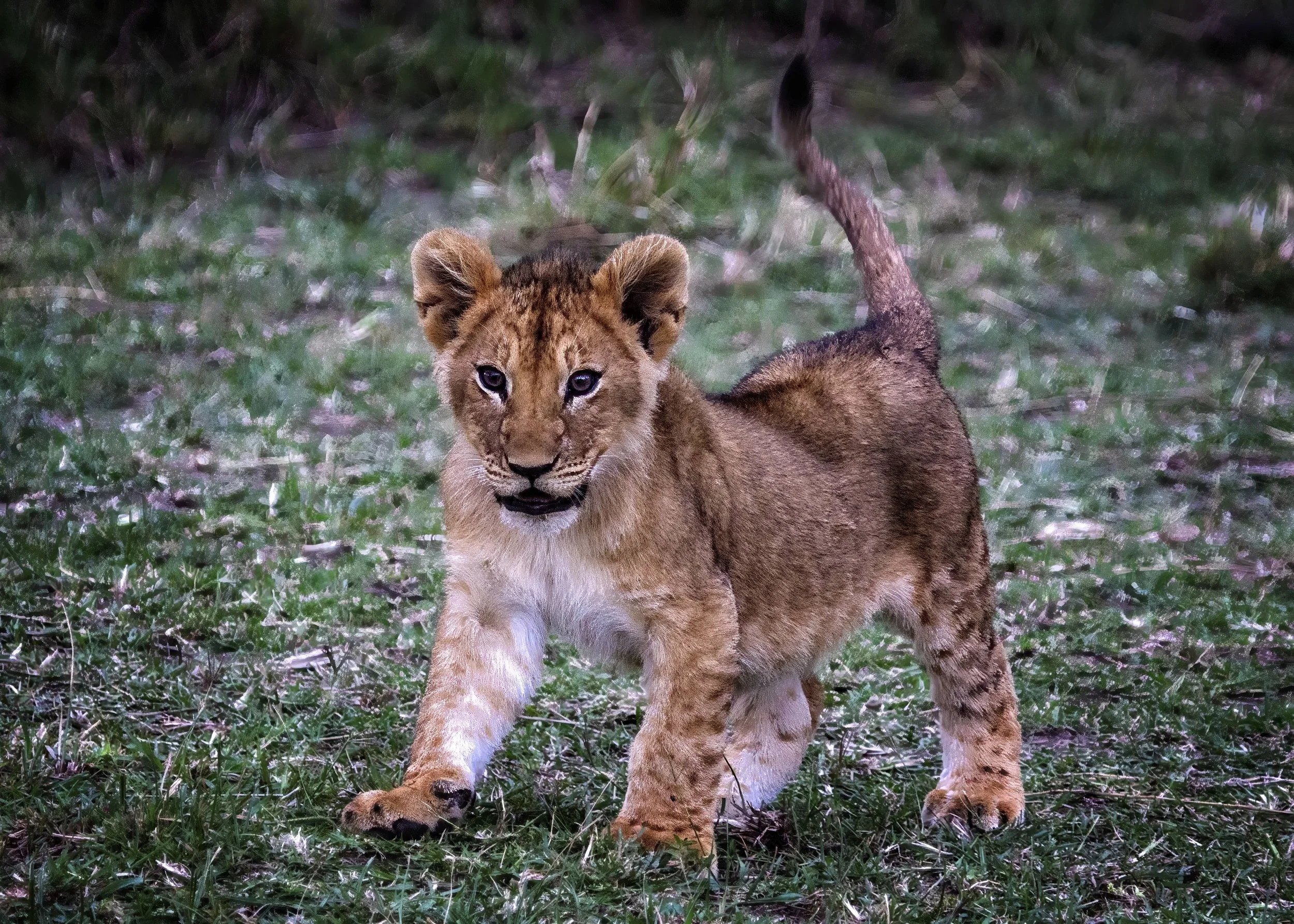 Lion Kitten