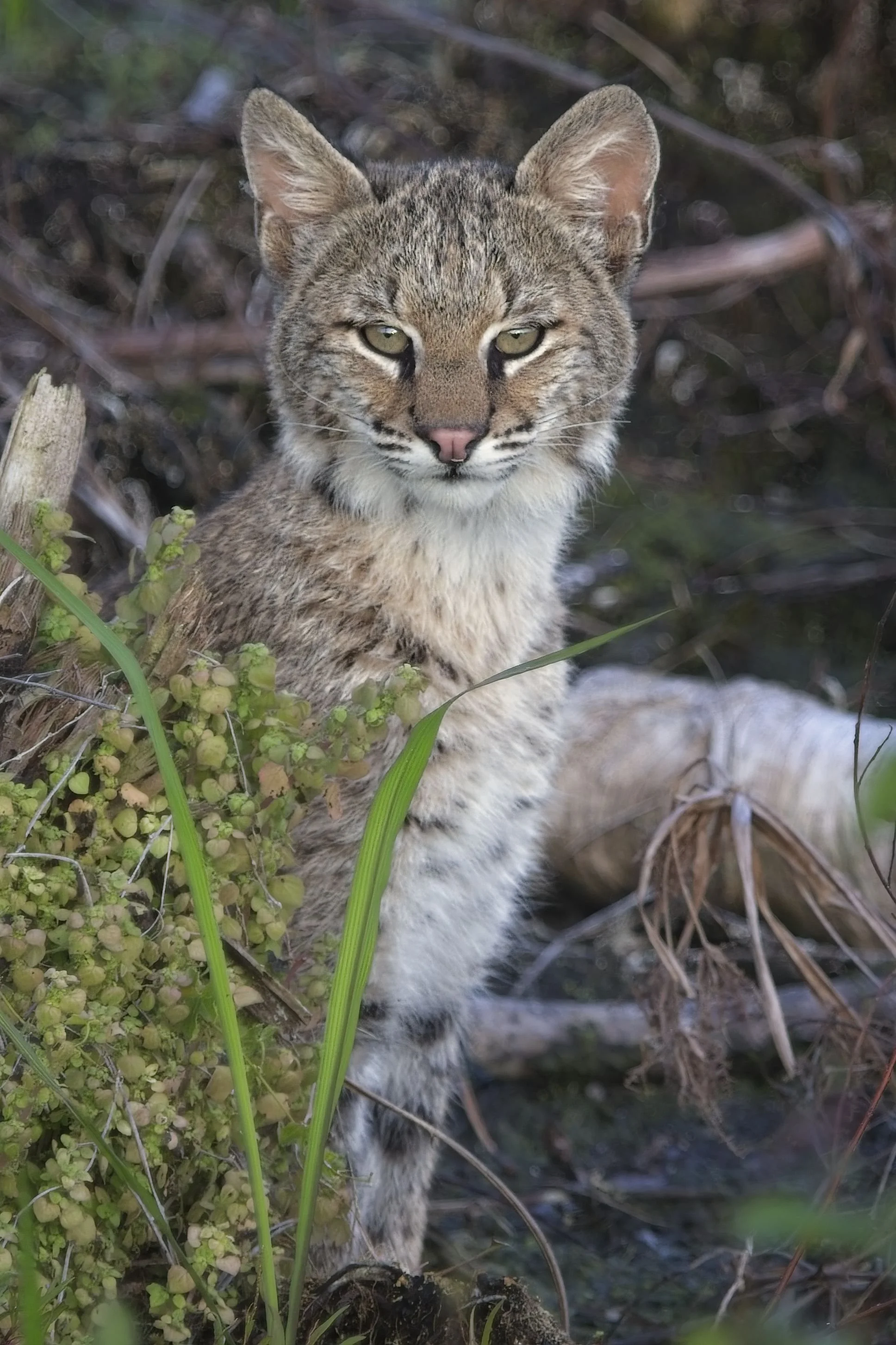 Bobcat Kitten