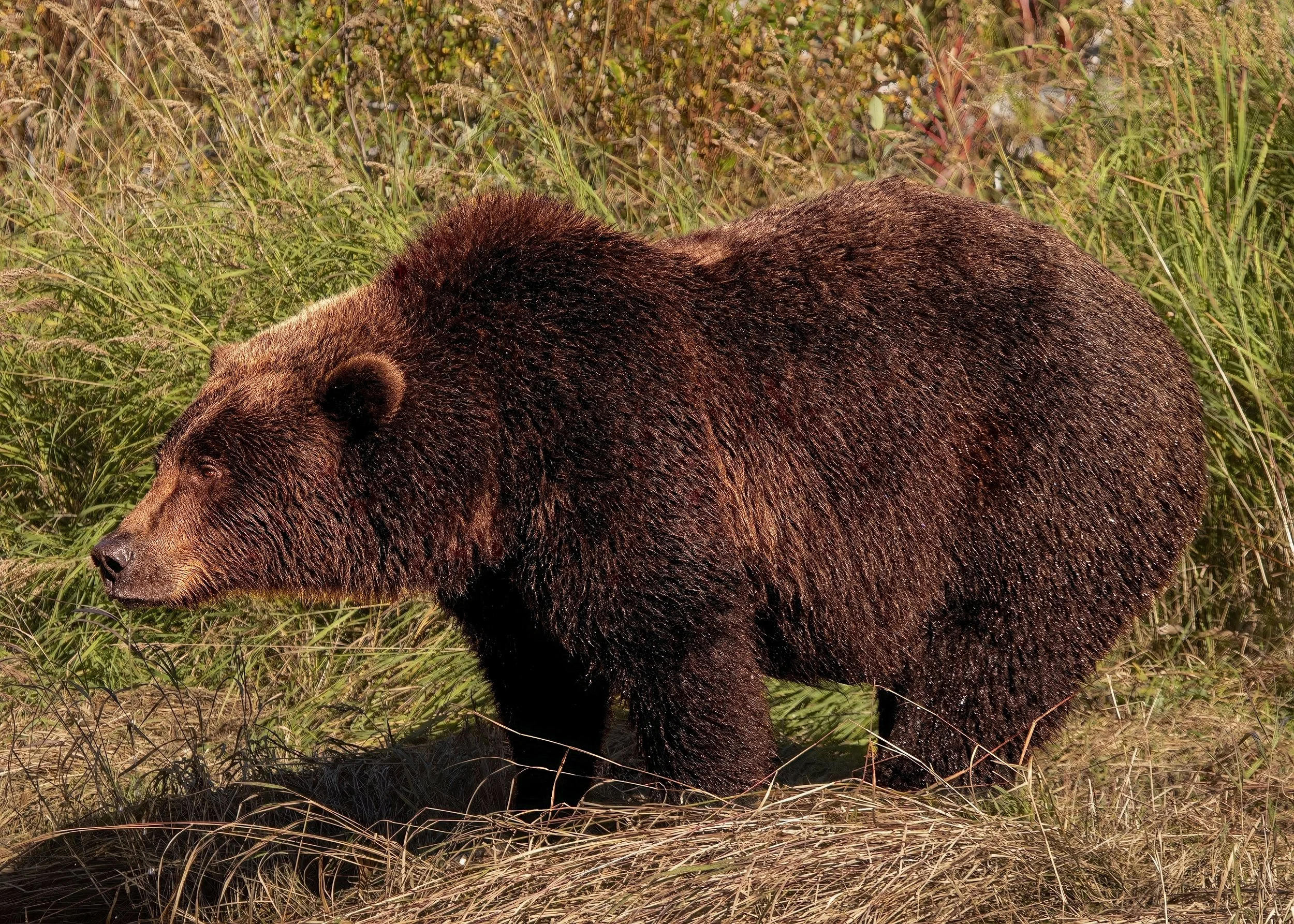 Grizzly Bear