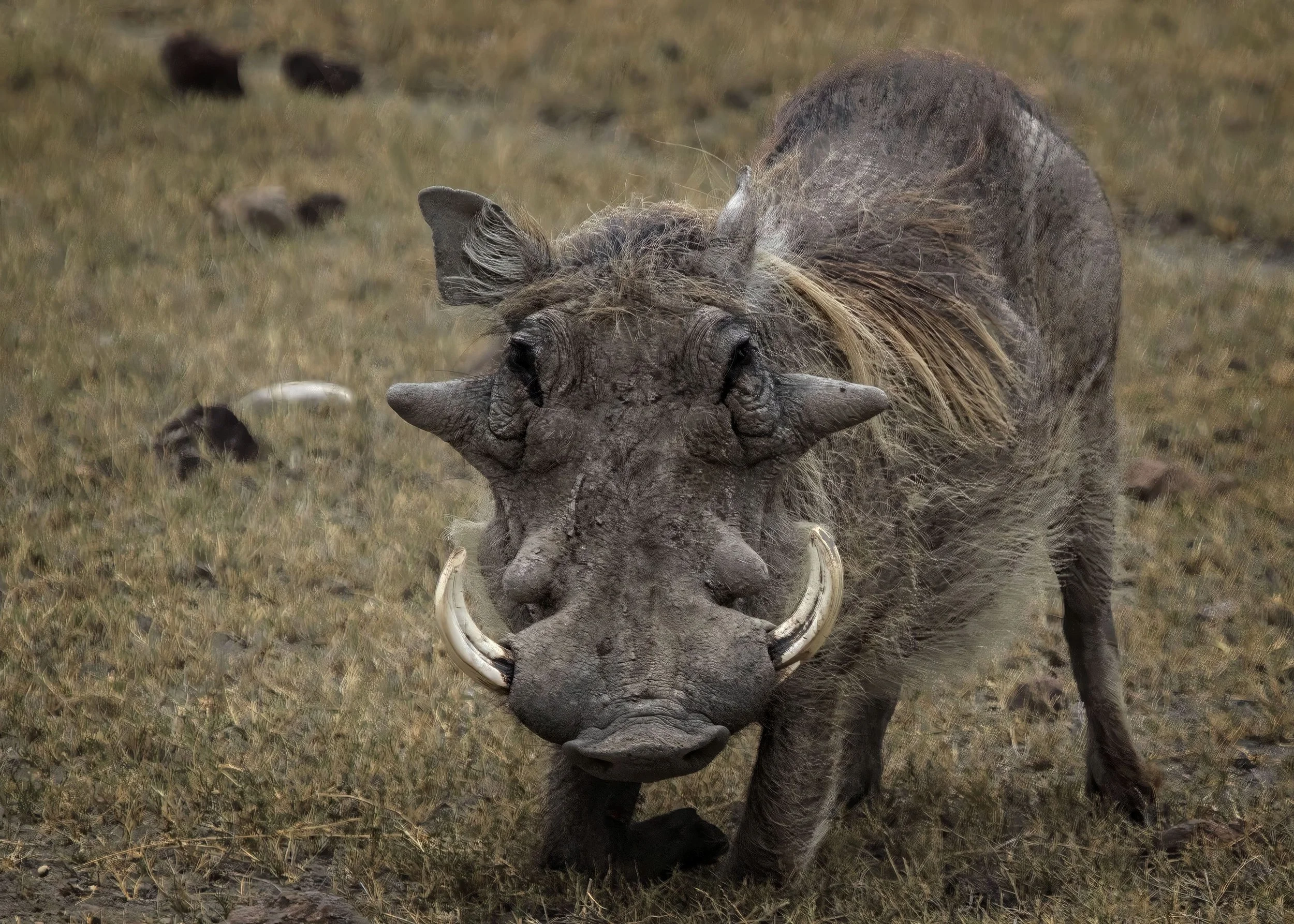 Warthog