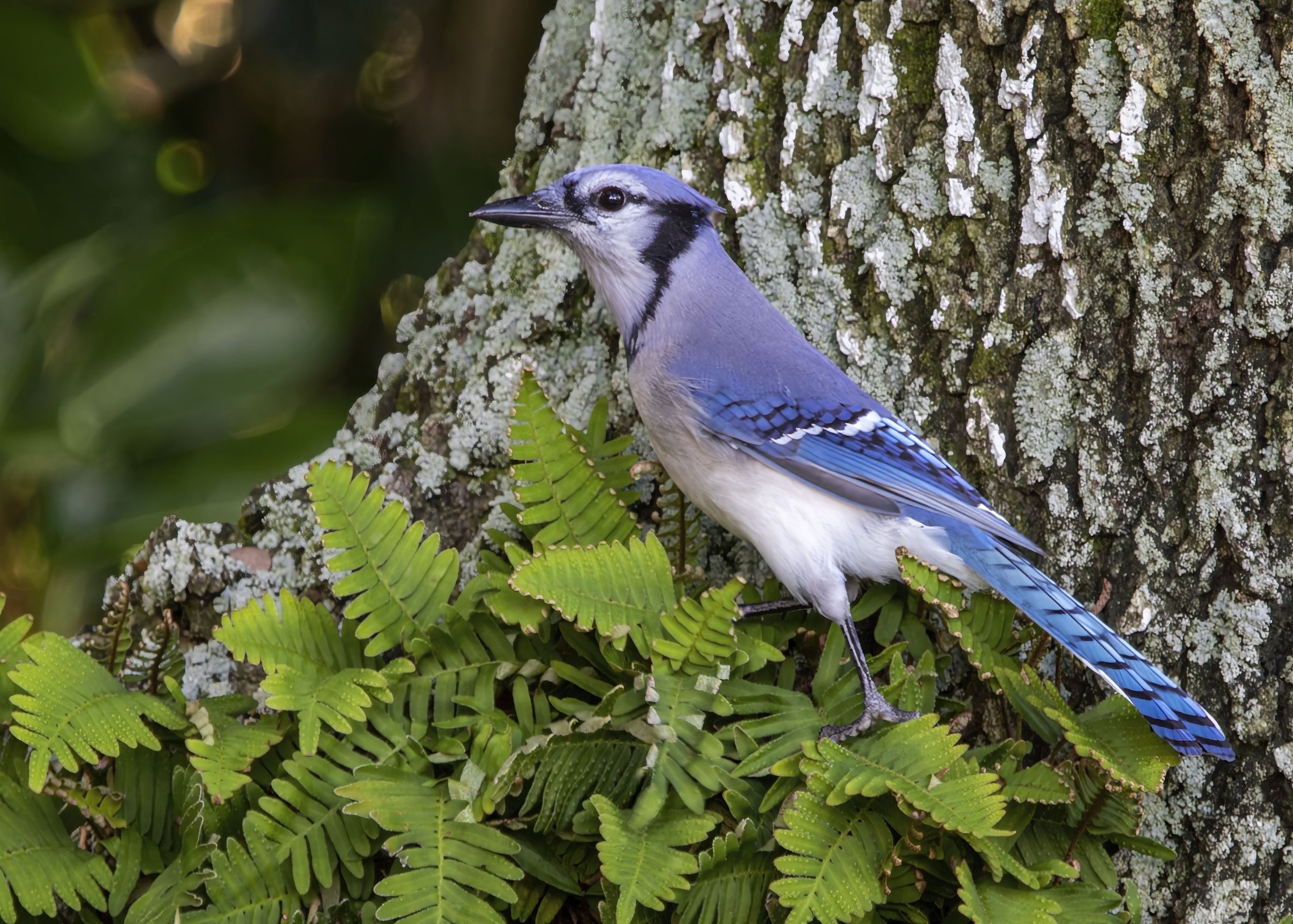 Blue Jay