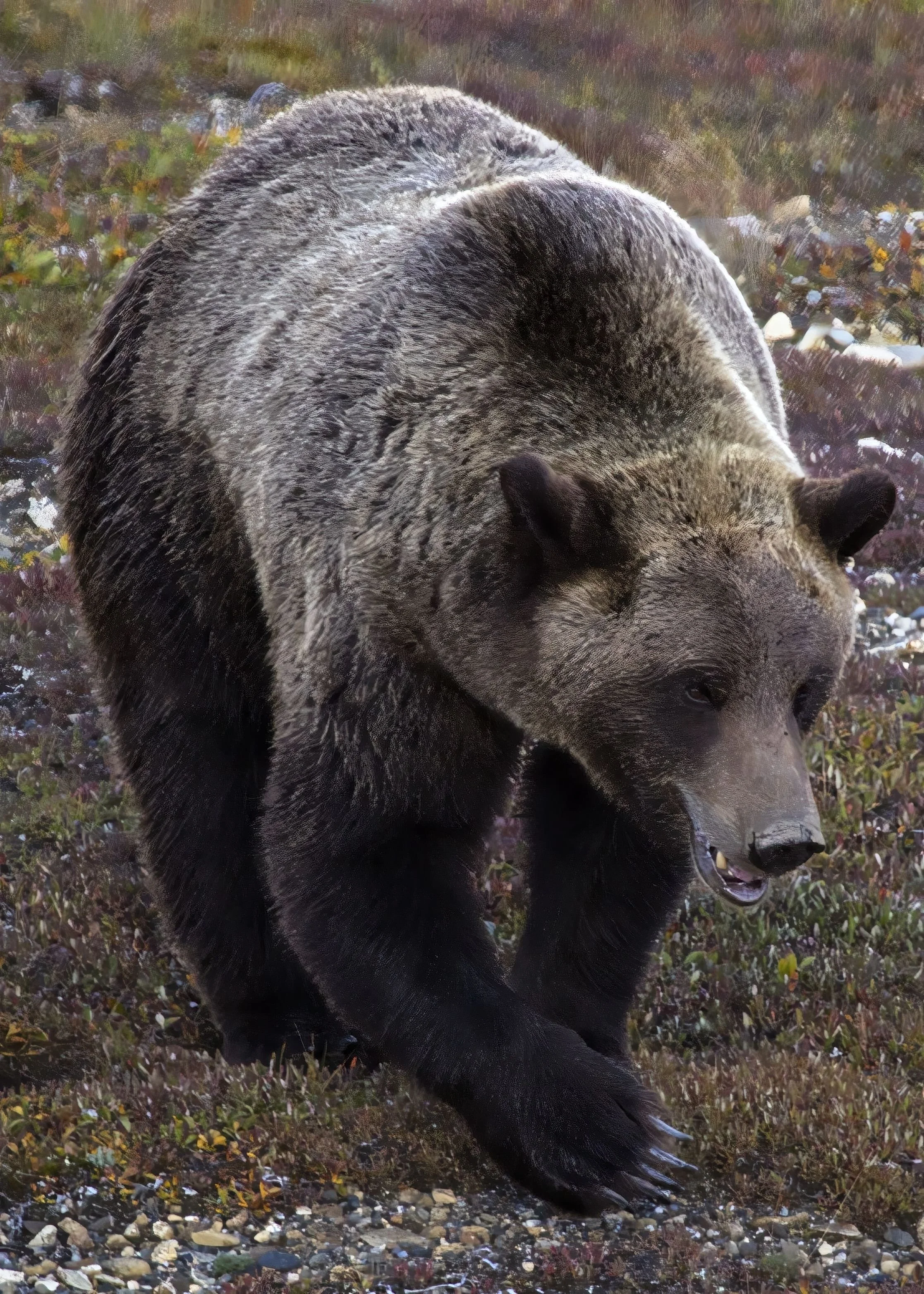 Grizzly Bear