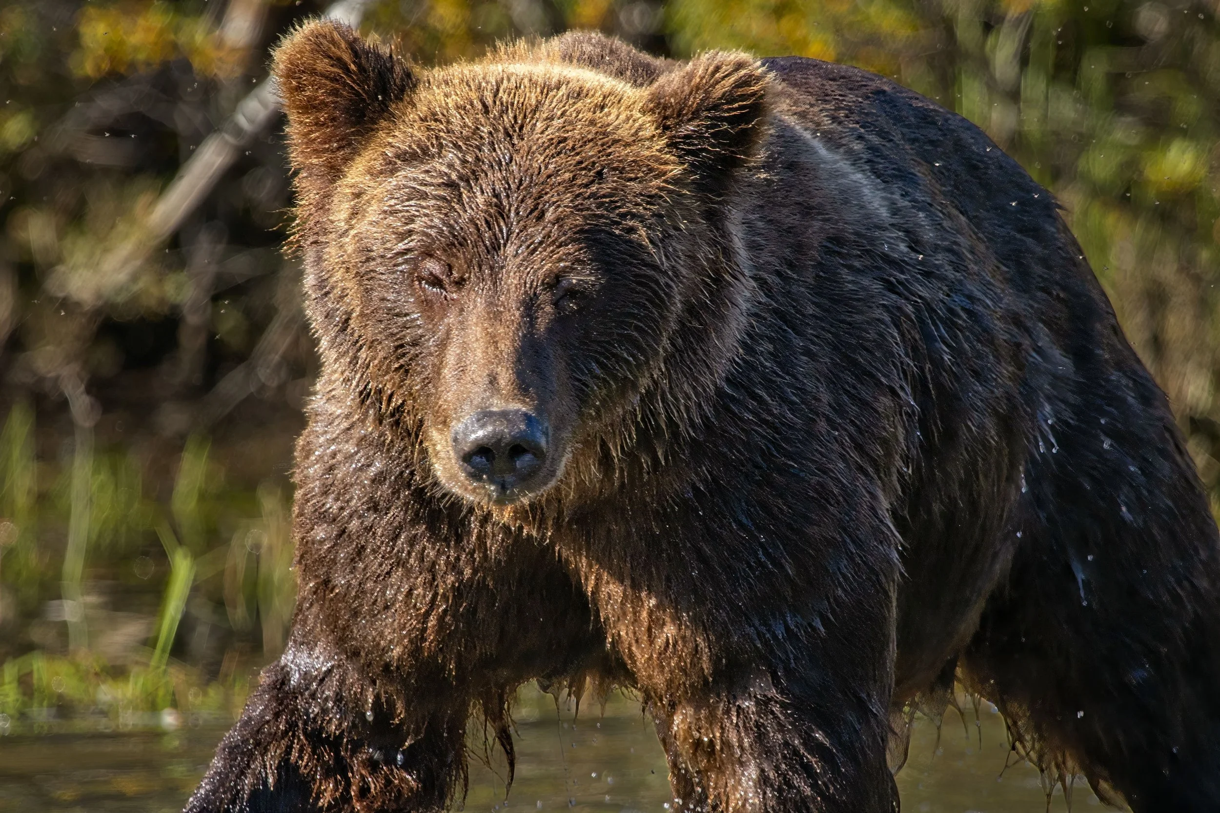 Grizzly Bear