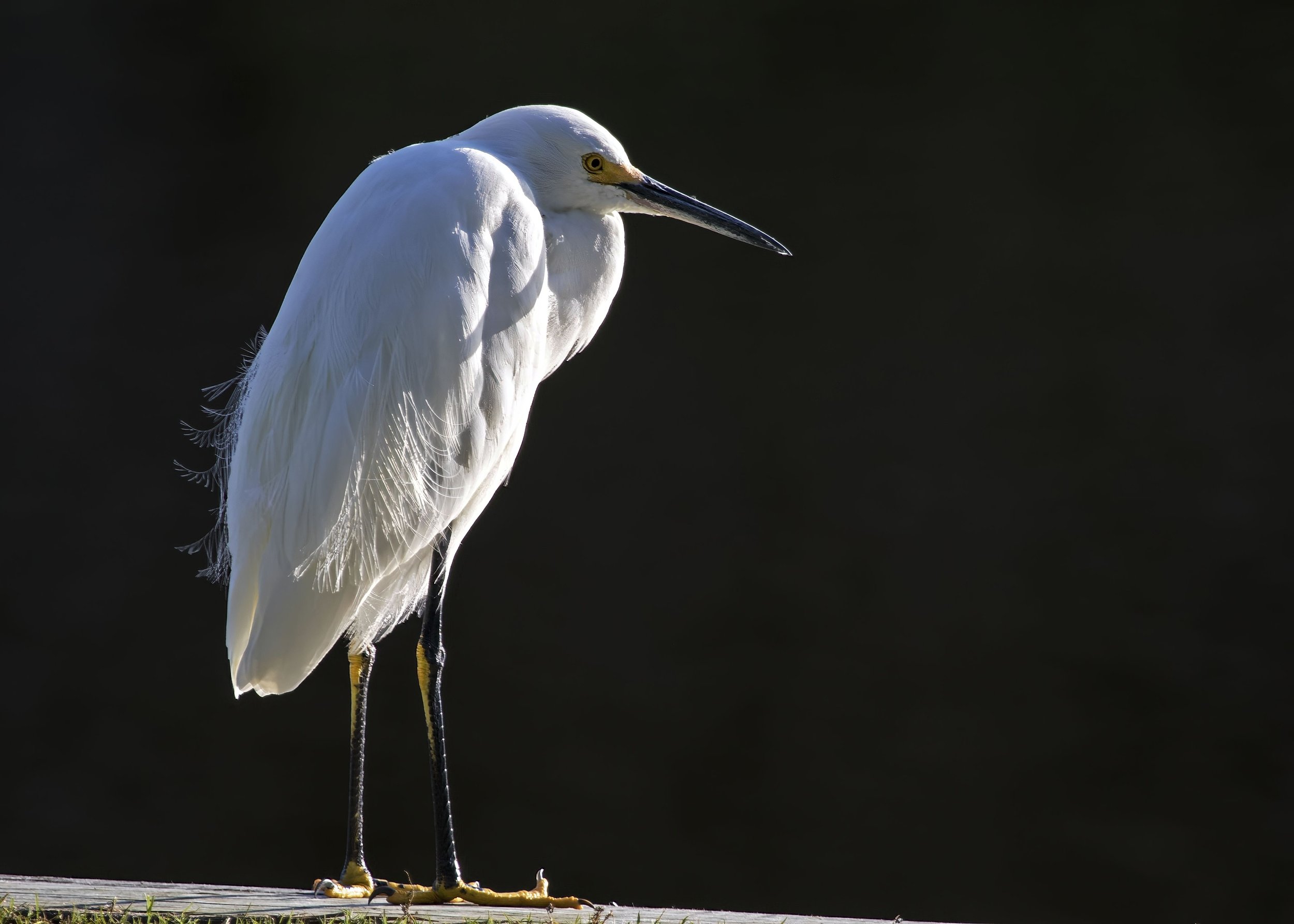 Snowy Egret