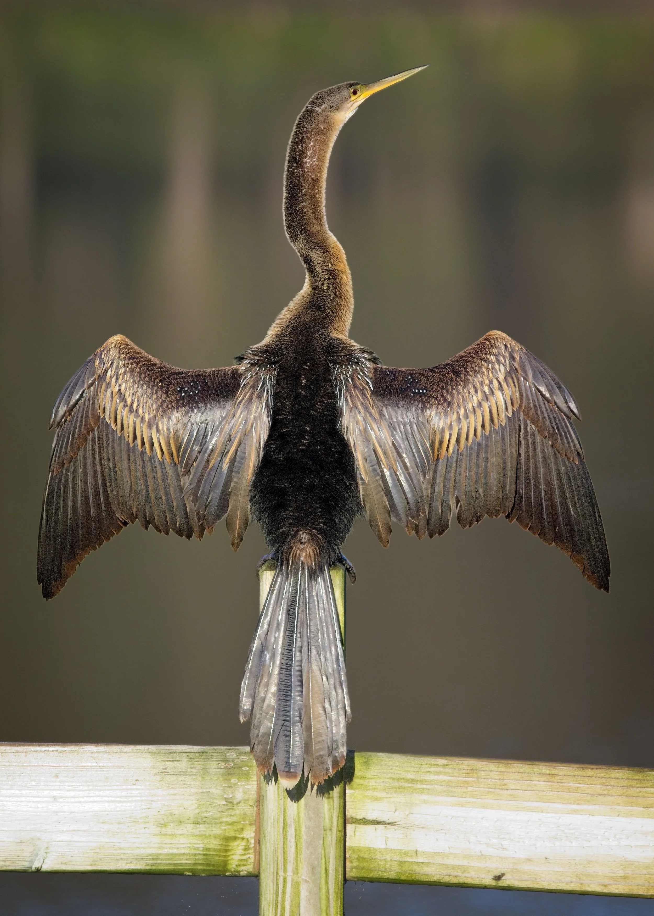 Anhinga