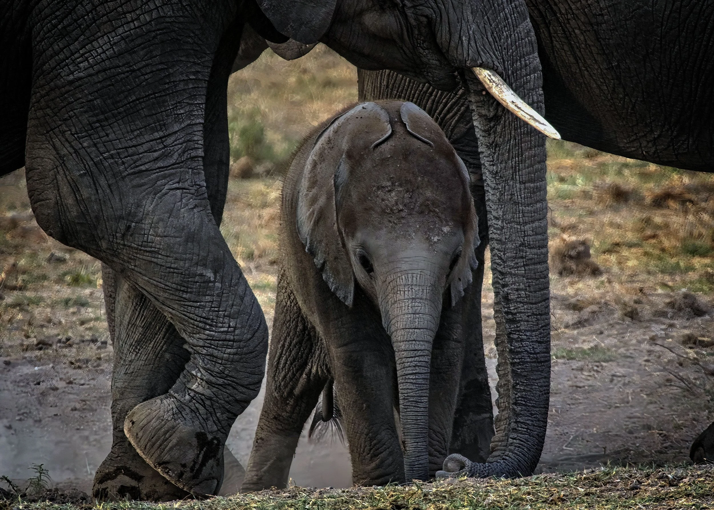 African Elephant