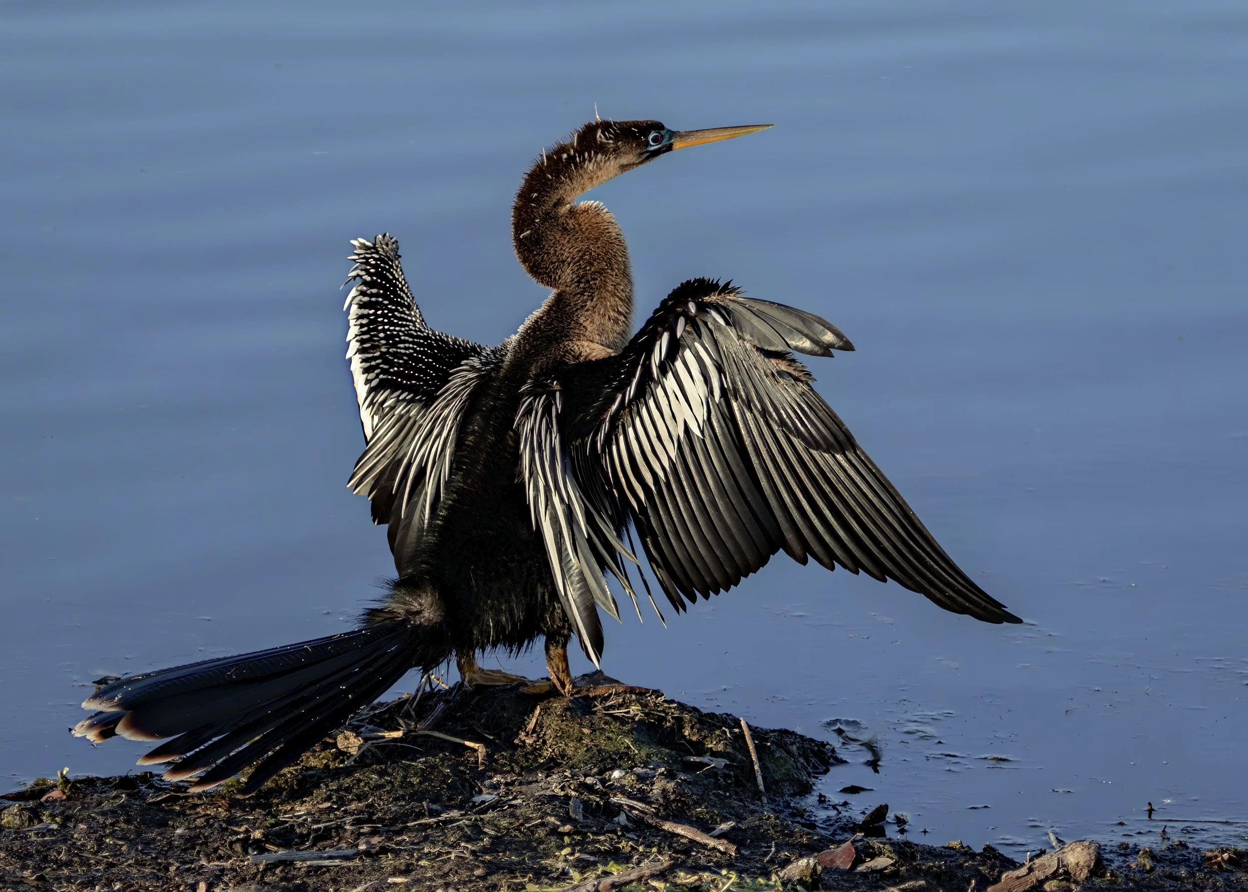 Anhinga