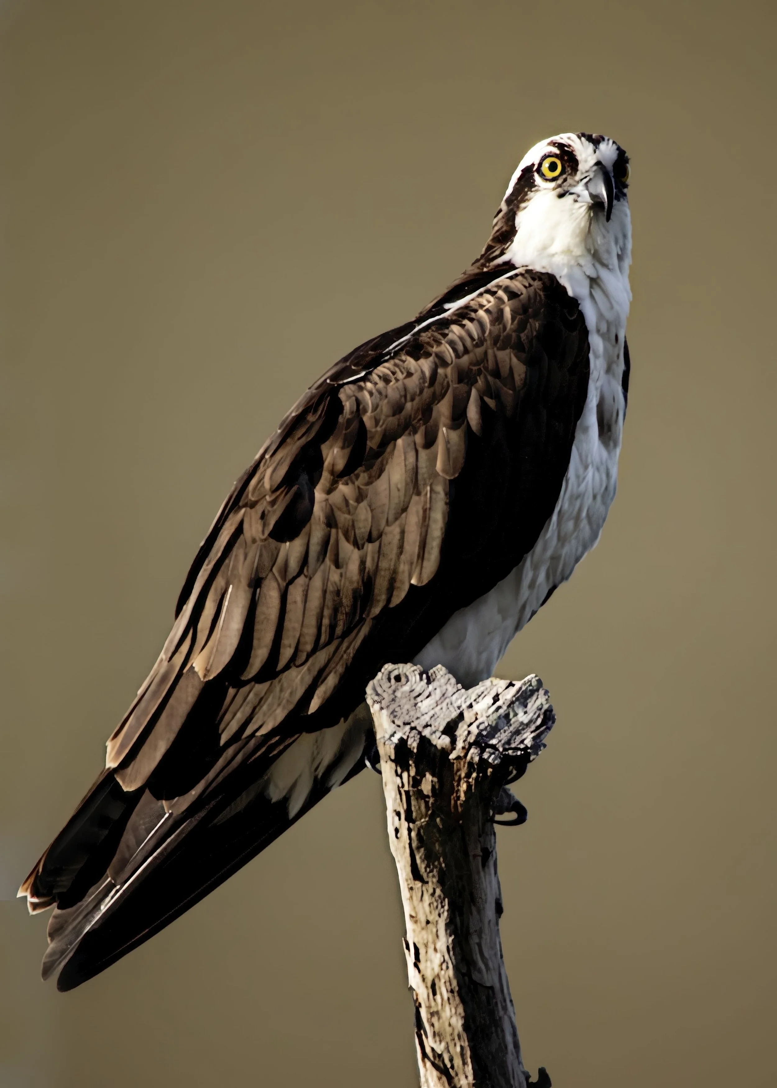 Osprey