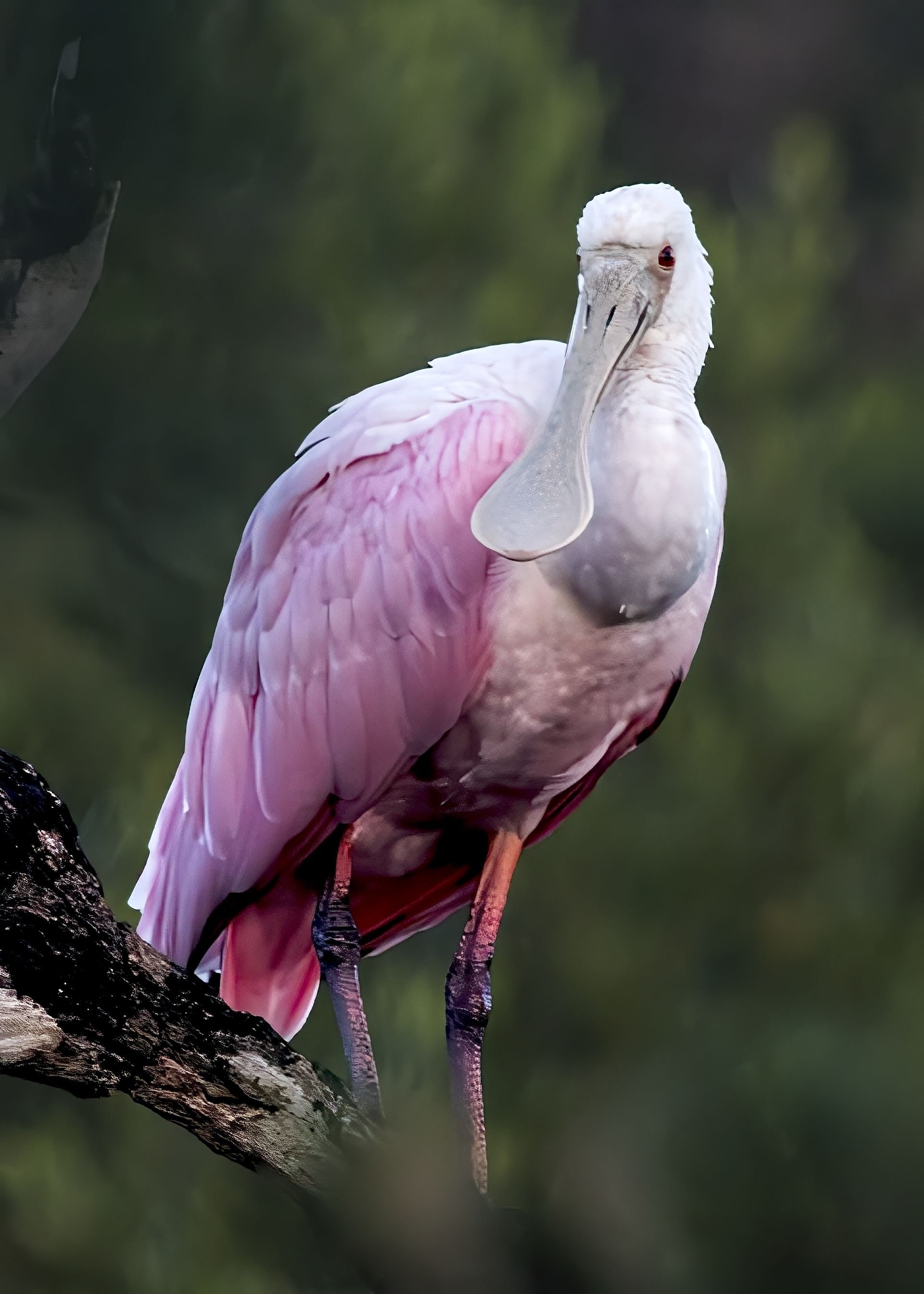 Roseate Spoonbill