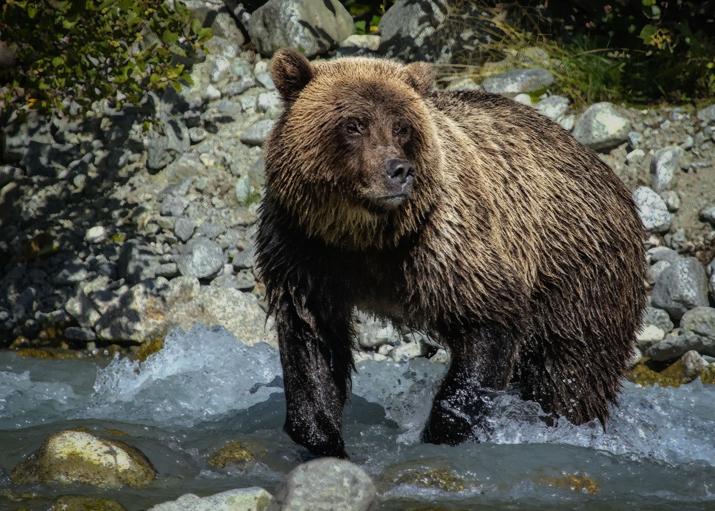 Grizzly Bear
