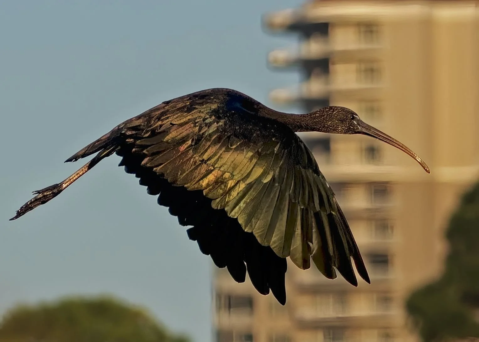 Glossy Ibis