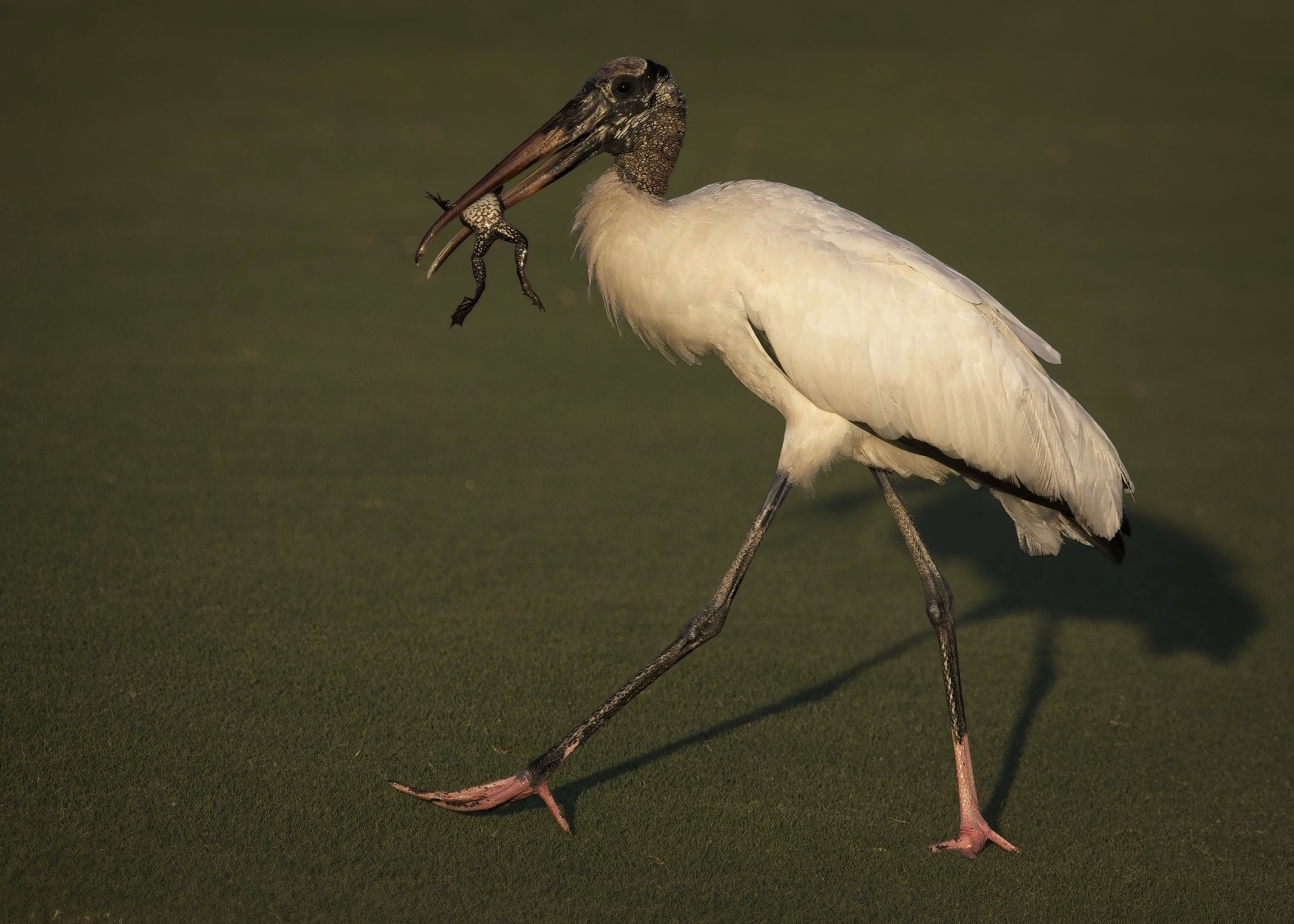 Woodstork