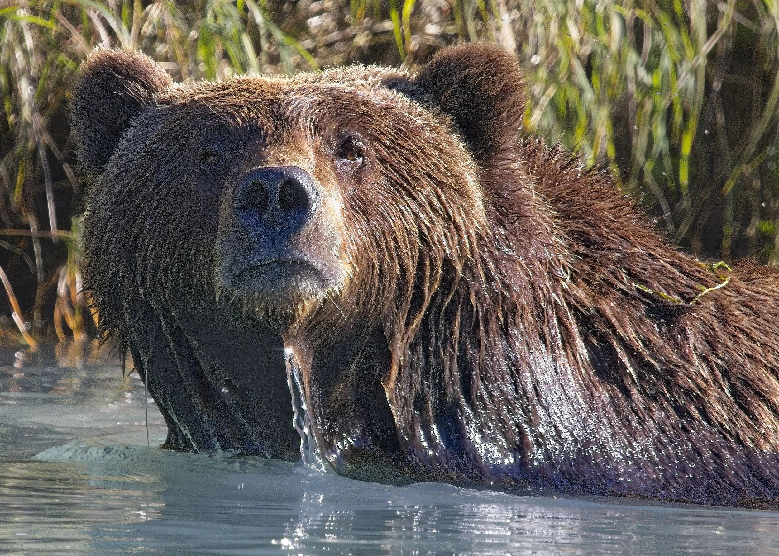 Grizzly Bear