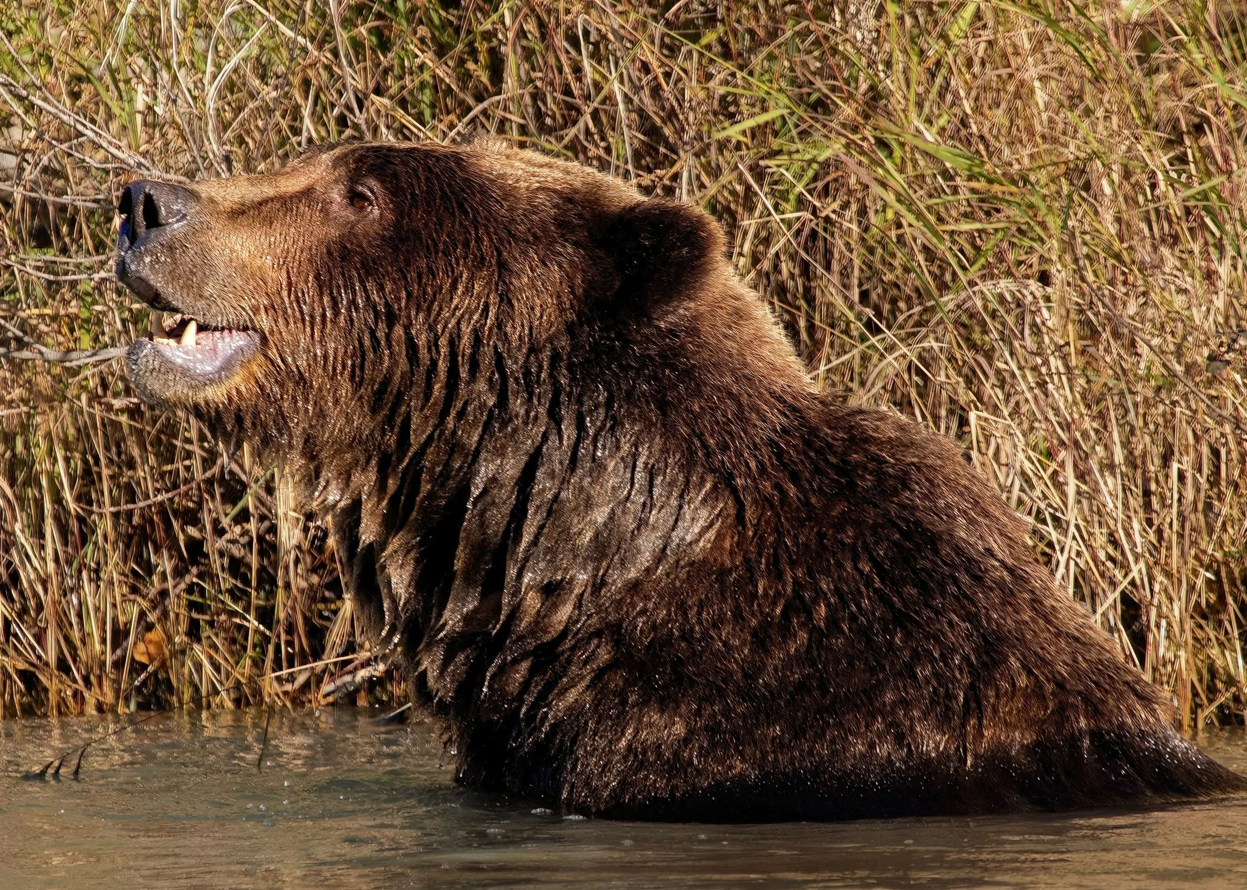 Grizzly Bear