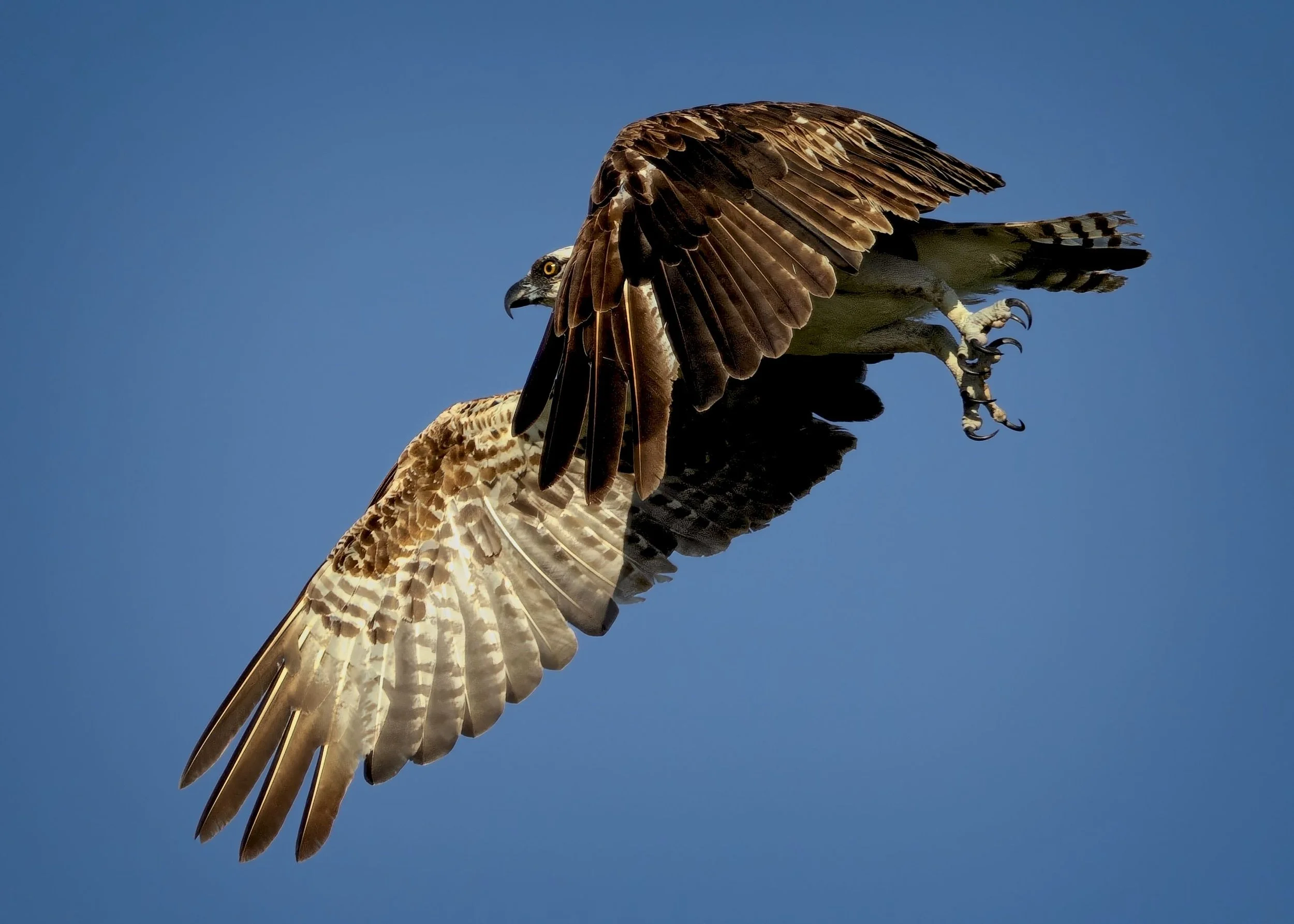 Osprey