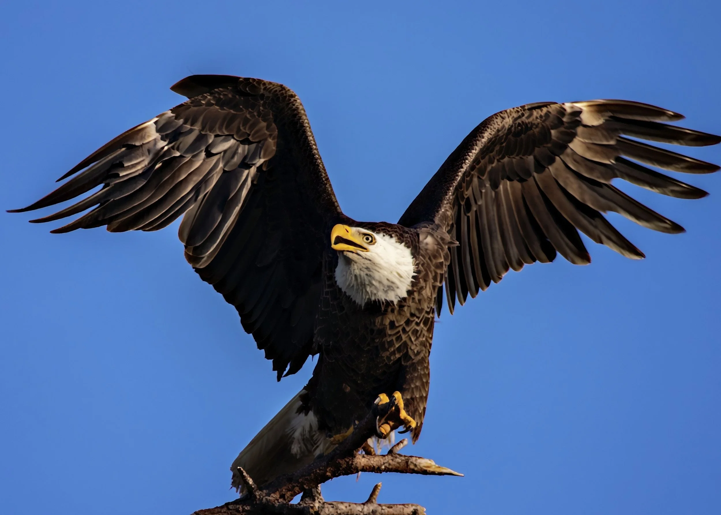 American Bald Eagle