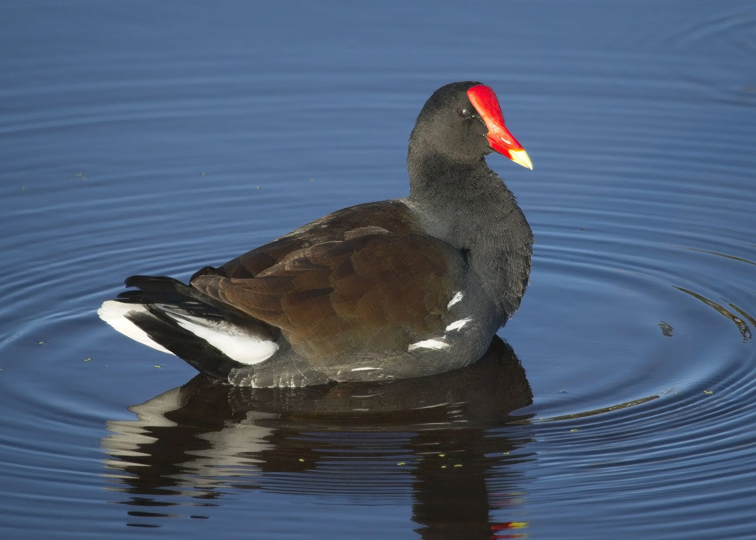Common Gallinule