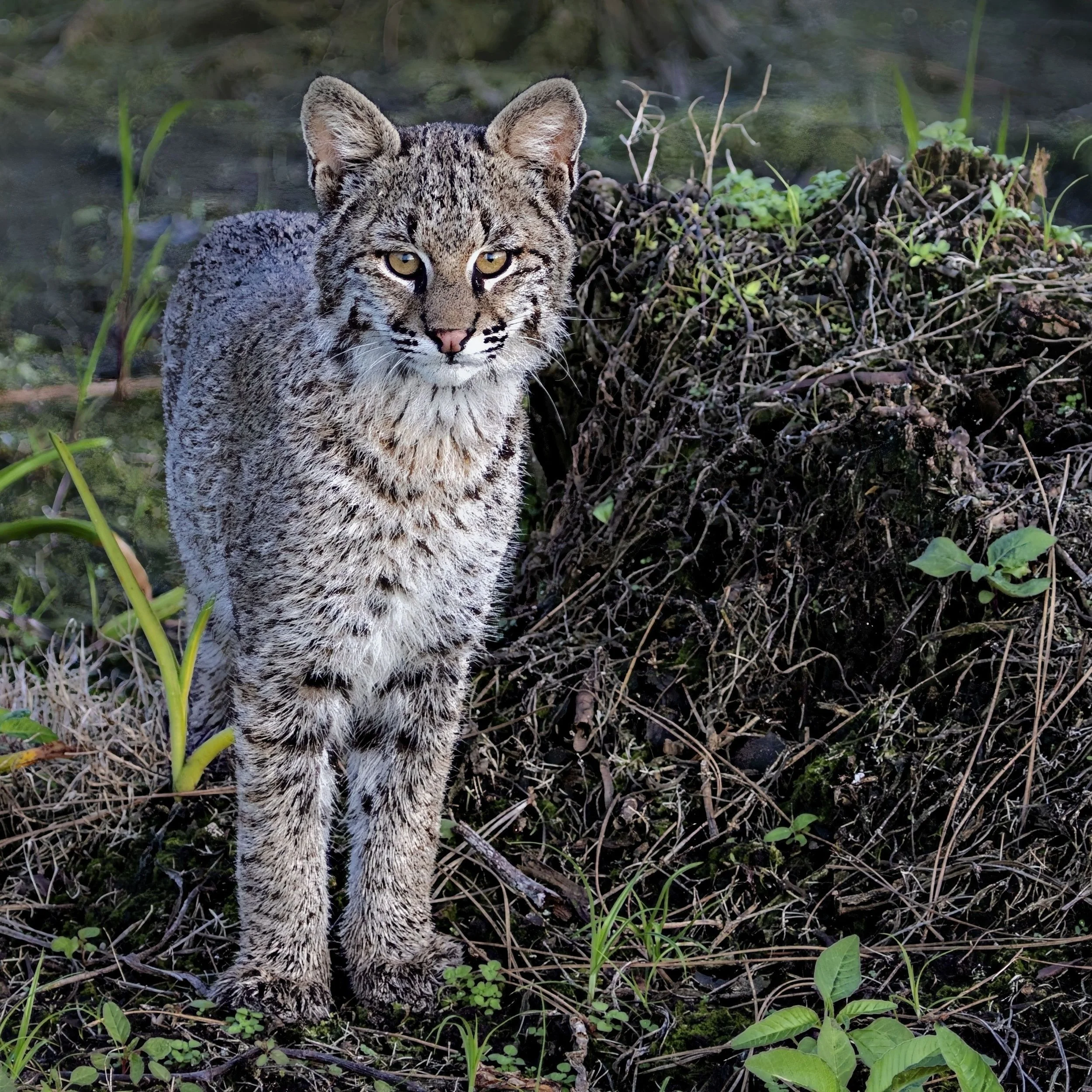 Bobcat Kitten