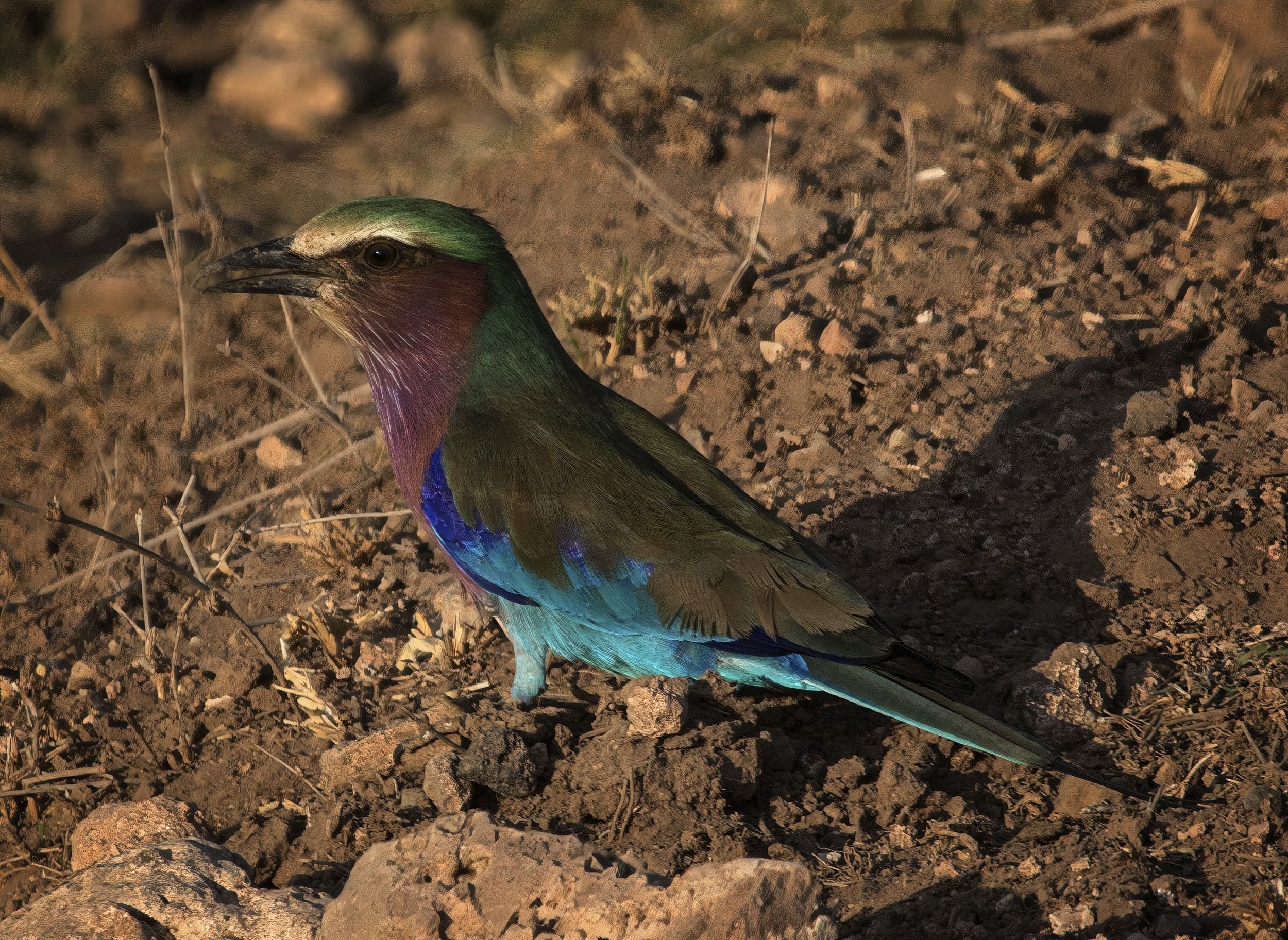 Lilac-Breasted Roller