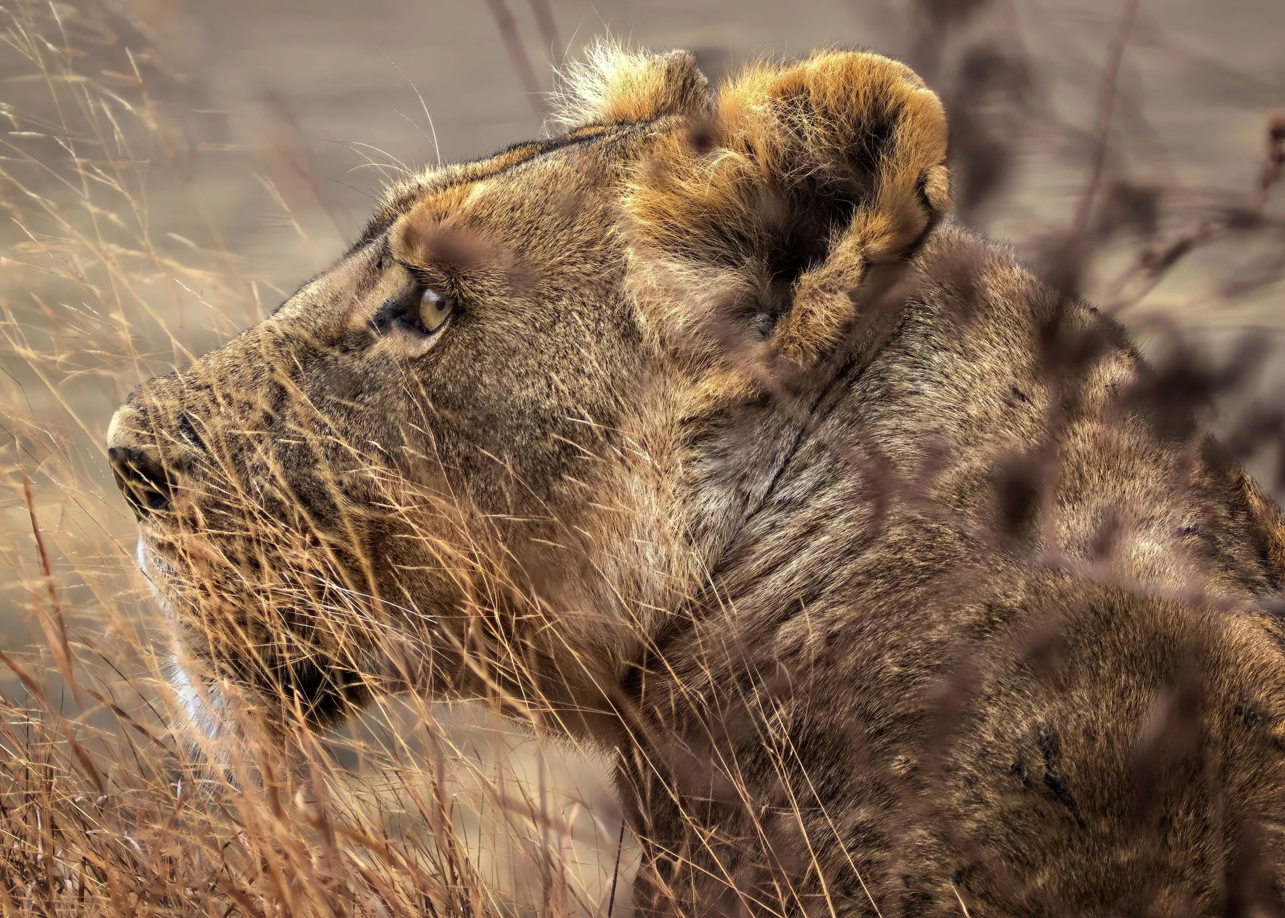 Lion