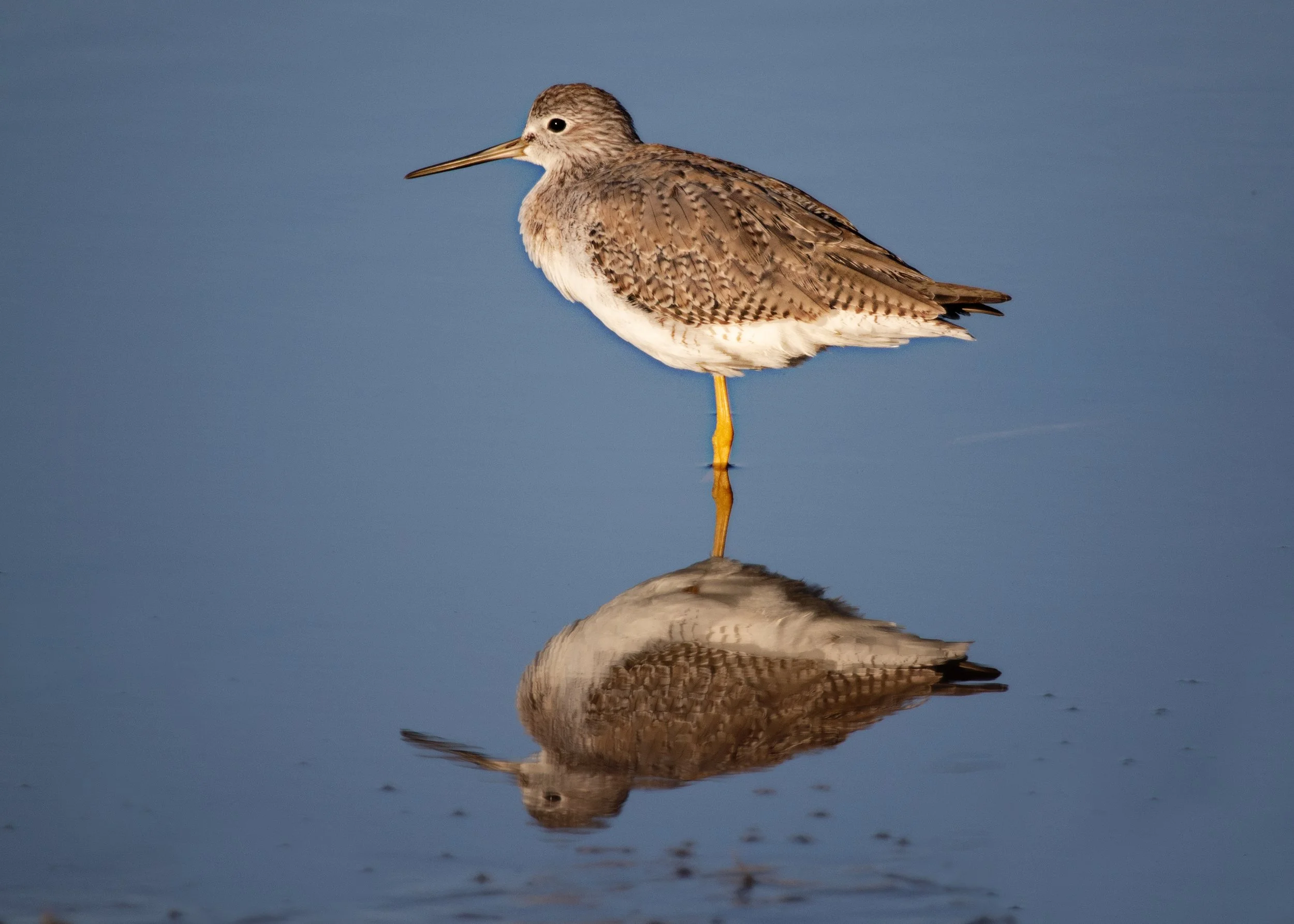 Lesser Yellowlegs