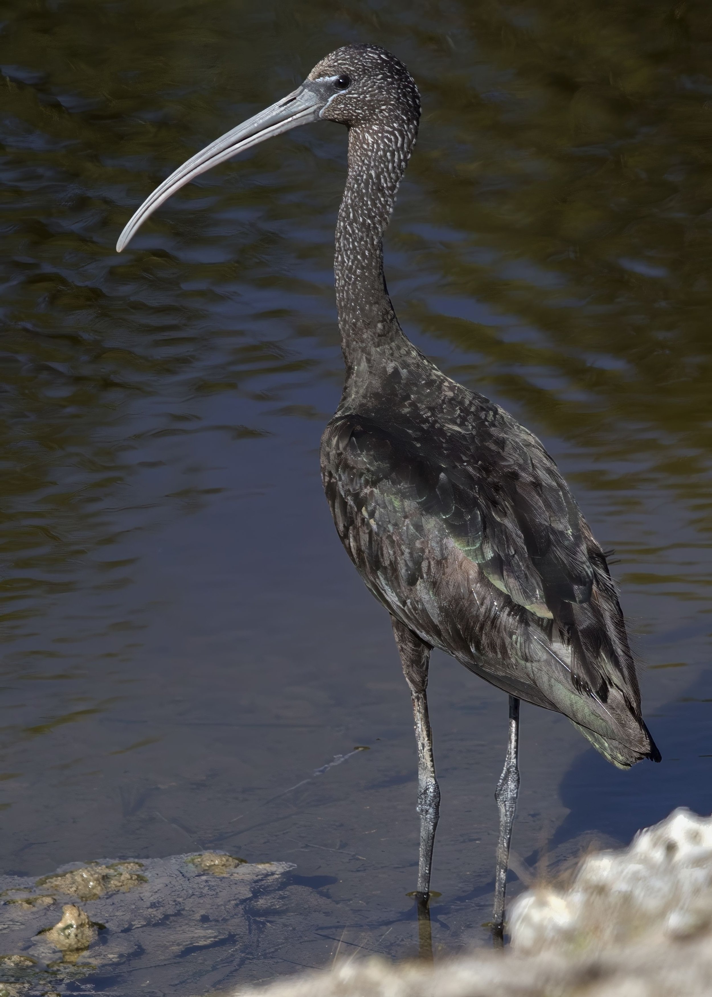 Glossy Ibis