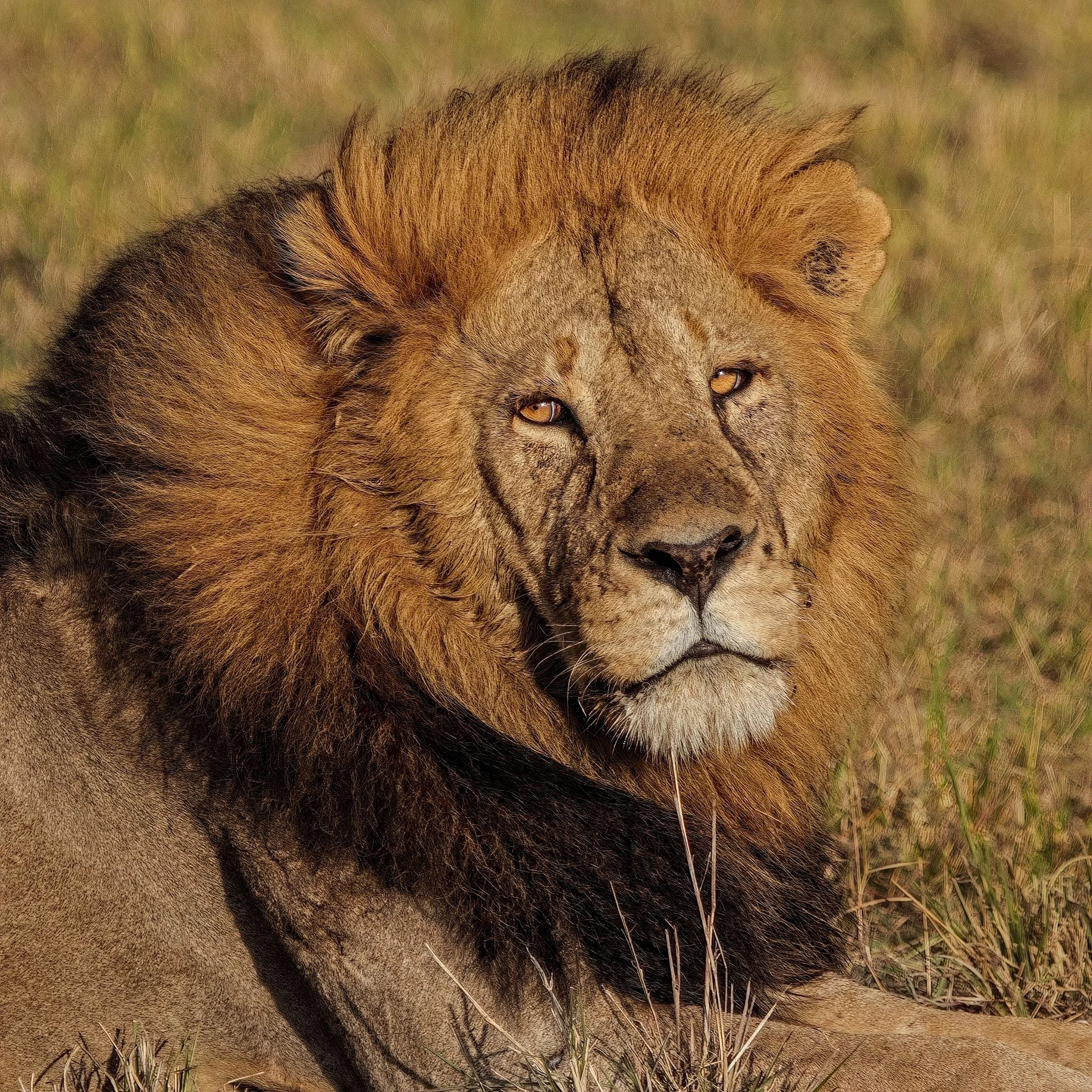 Lion