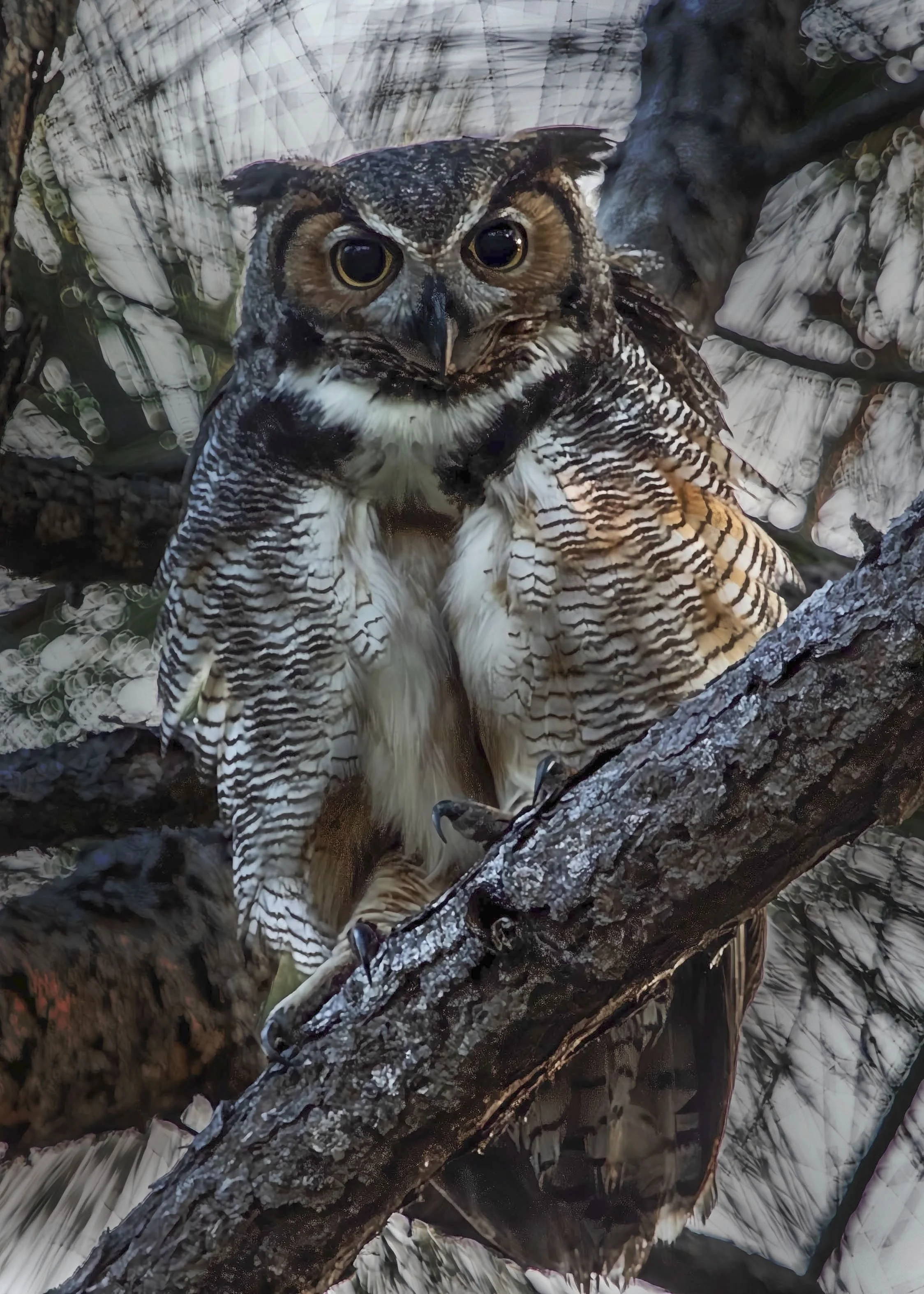 Horned Owl