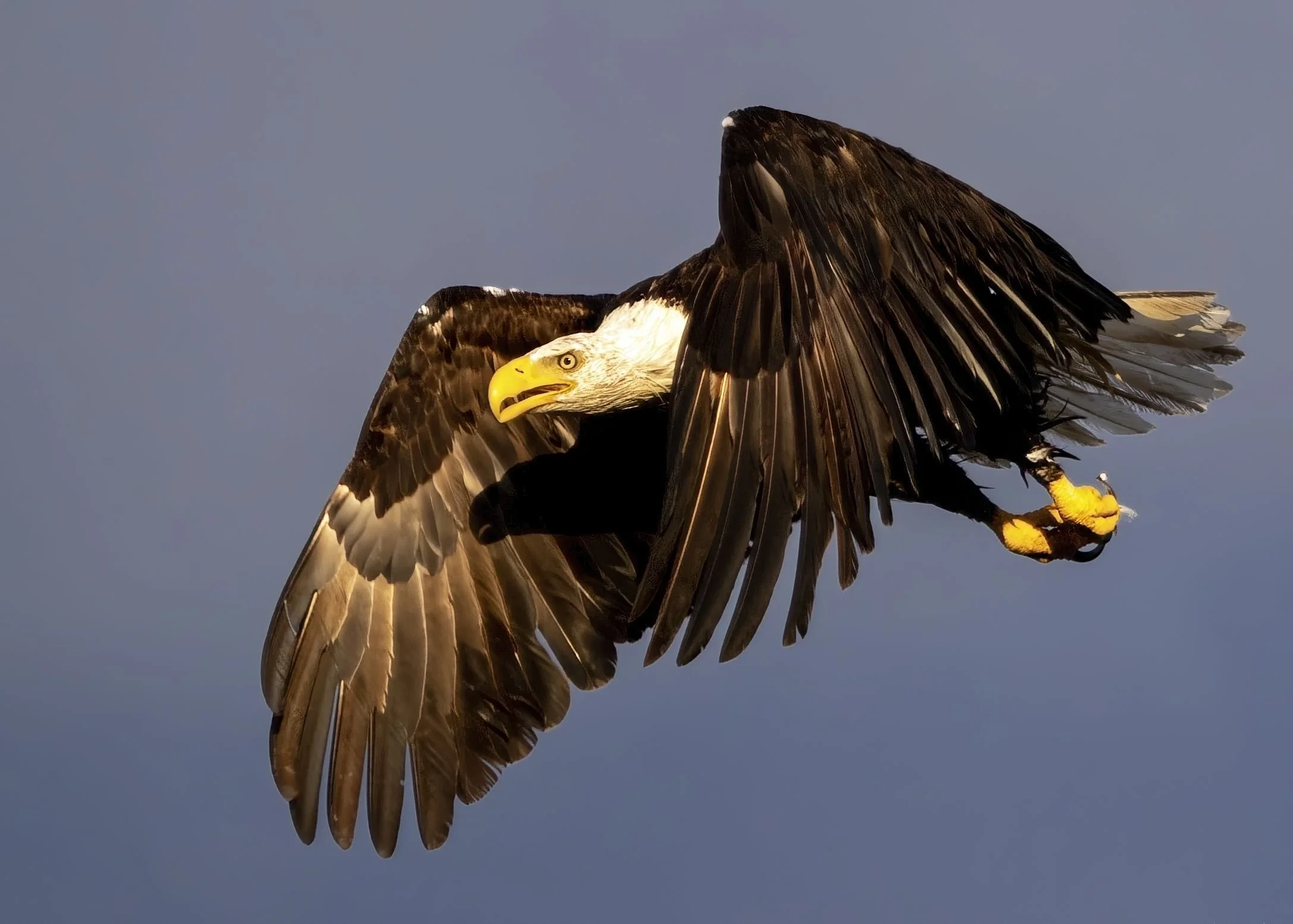 American Bald Eagle
