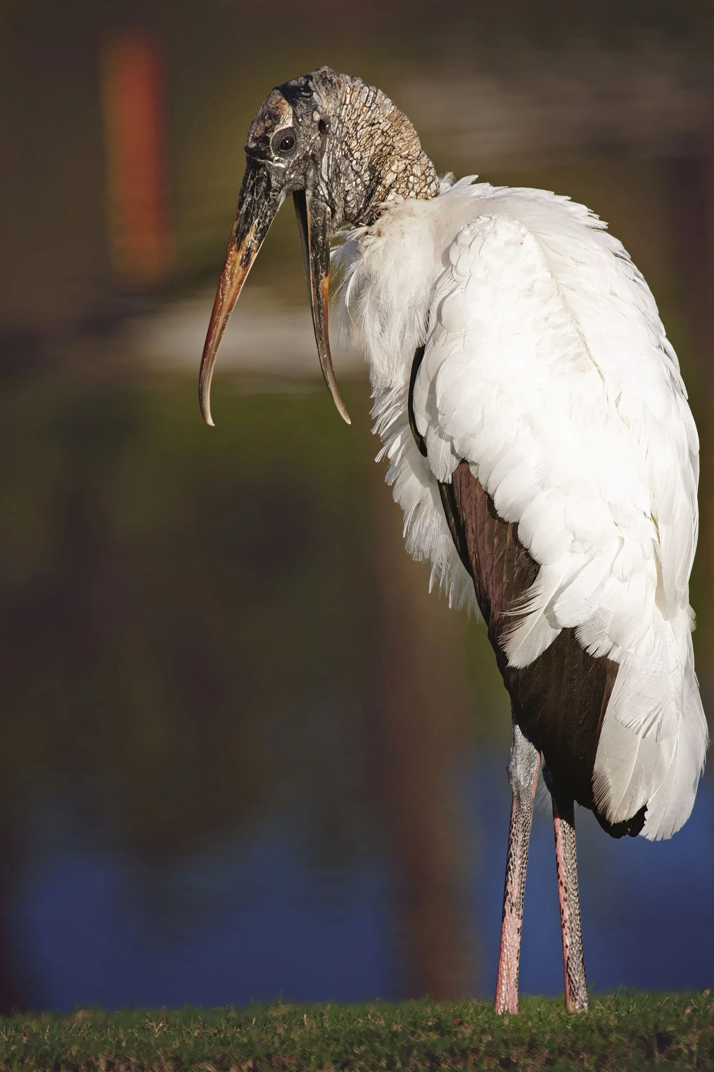 Woodstork
