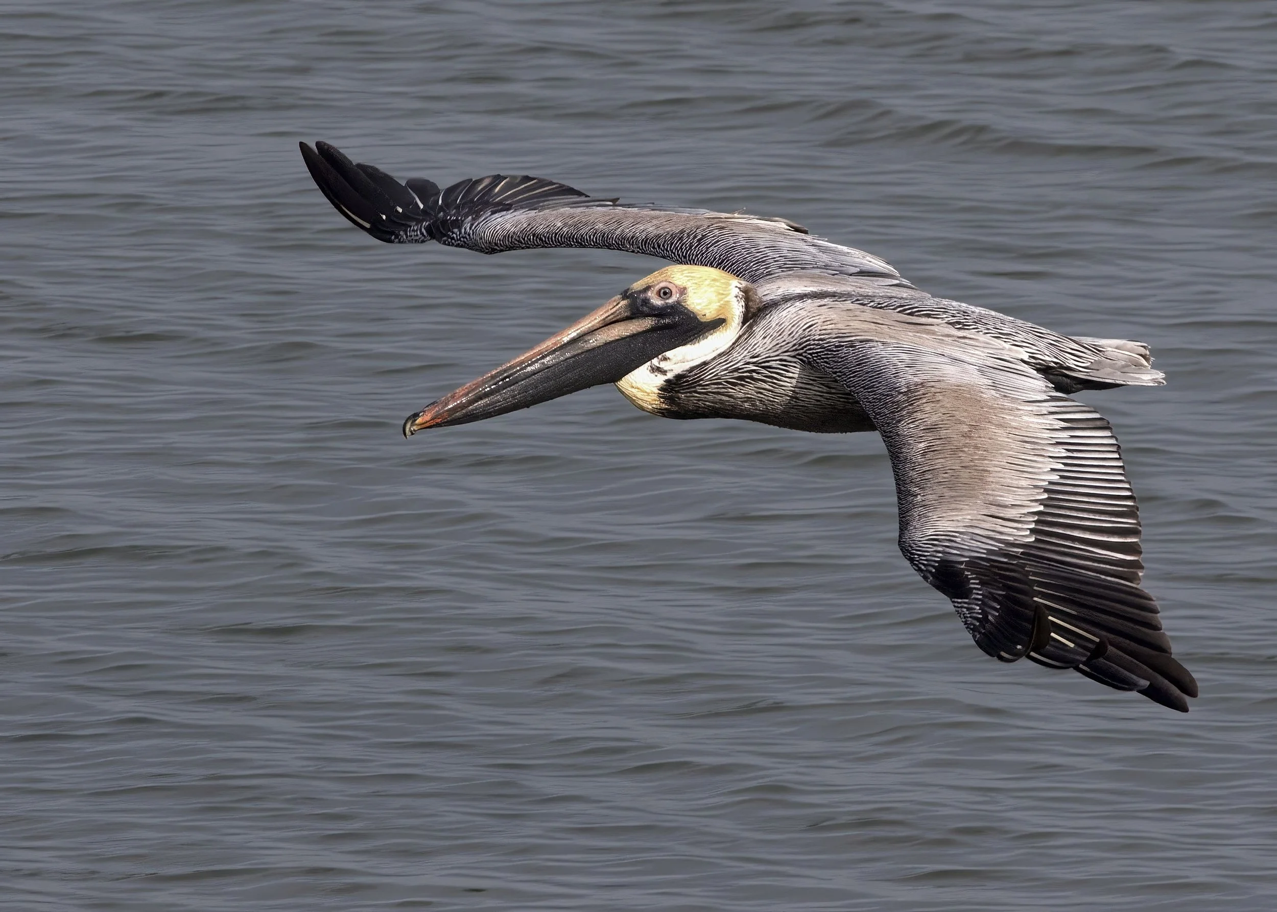 Brown Pelican