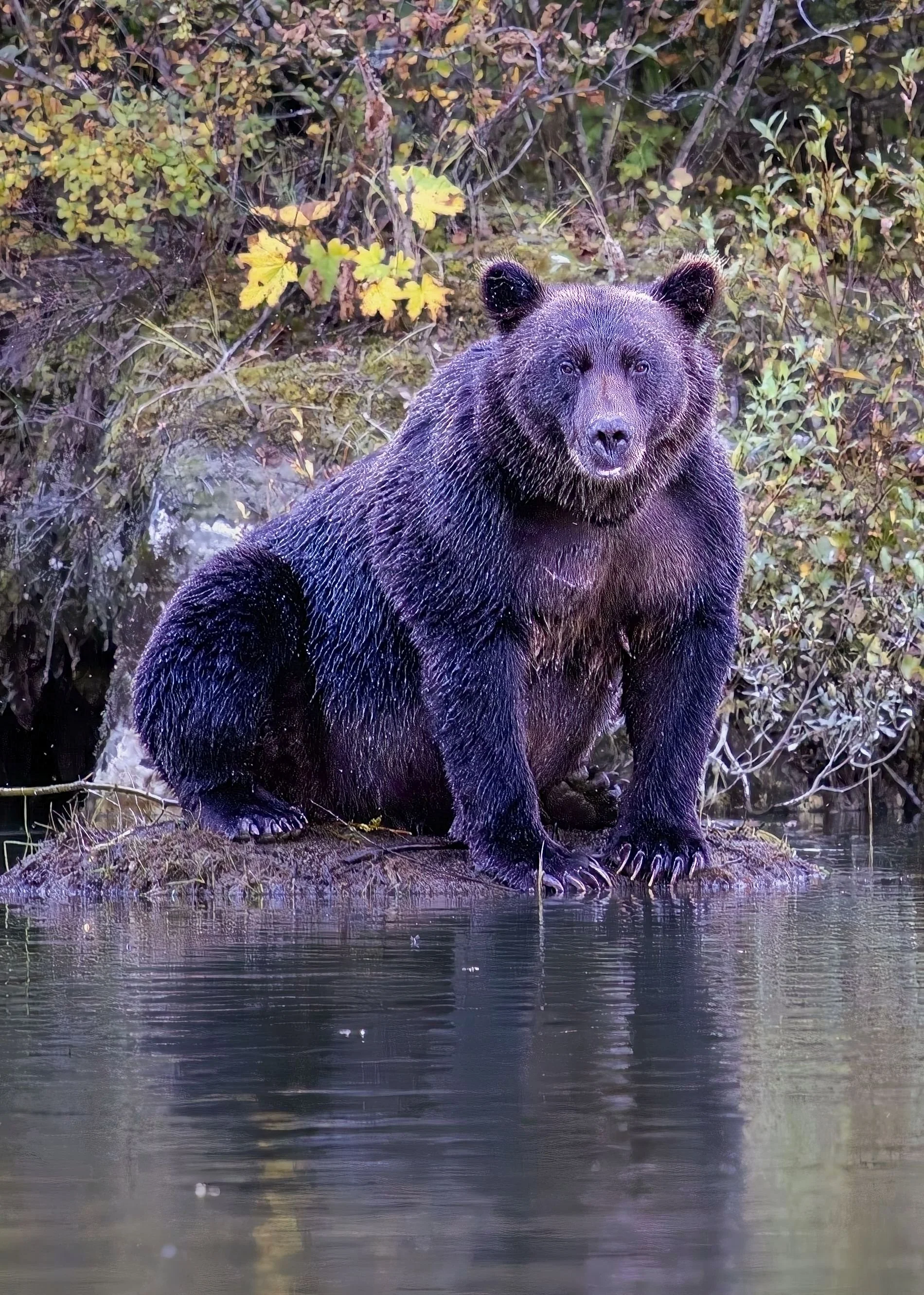 Grizzly Bear
