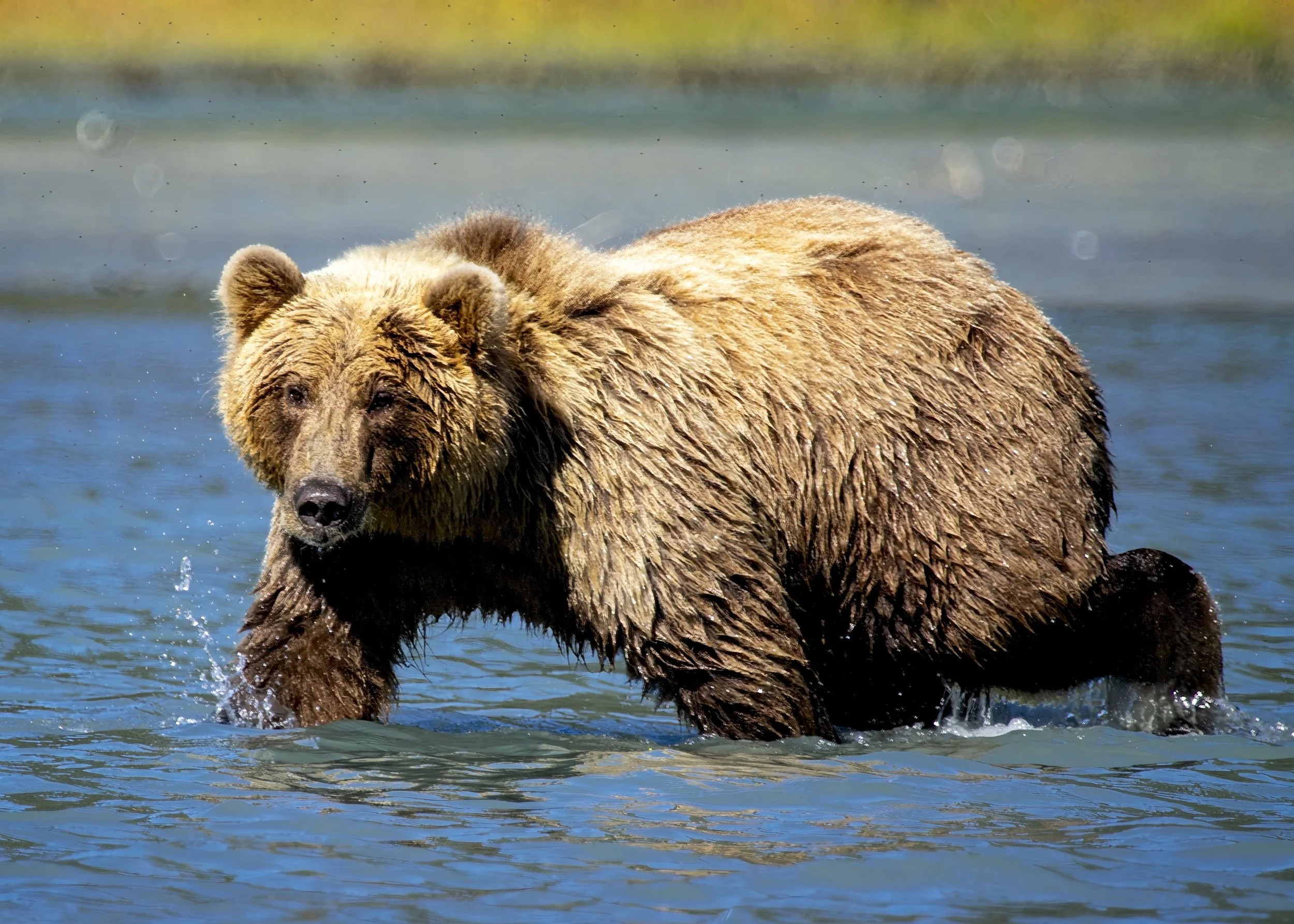 Grizzly Bear