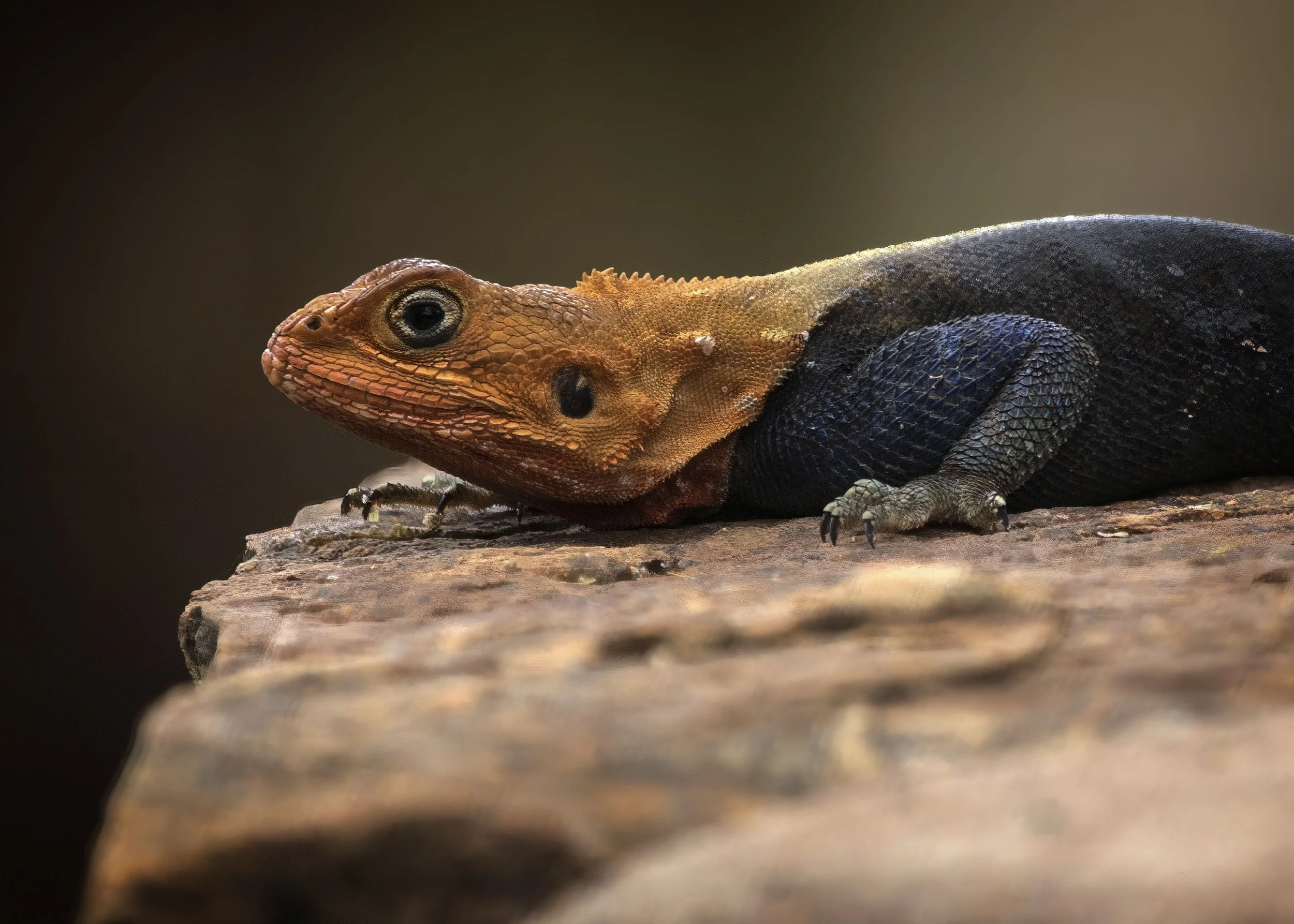 Agama Lizard