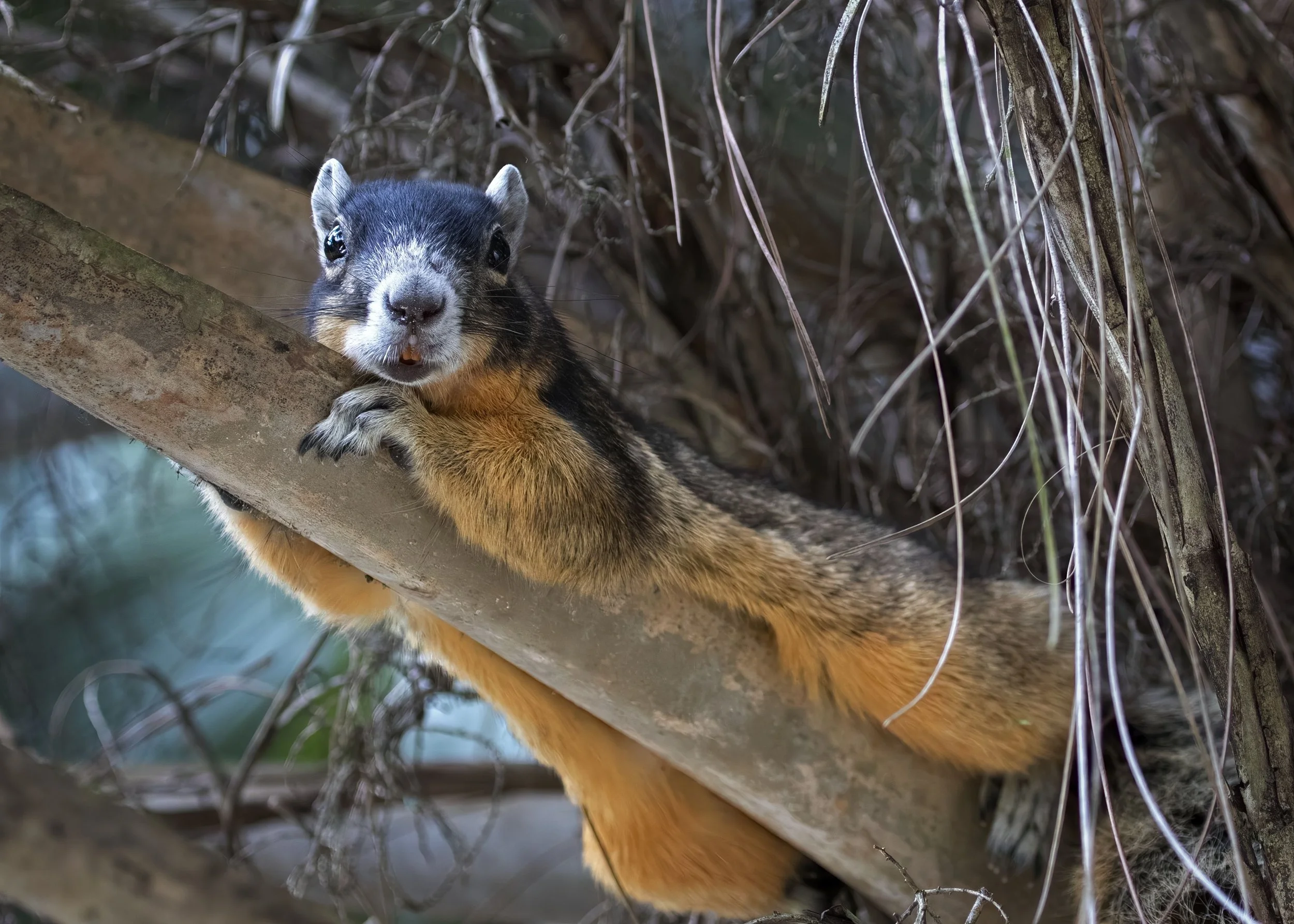 Big Cypress Fox Squirrel