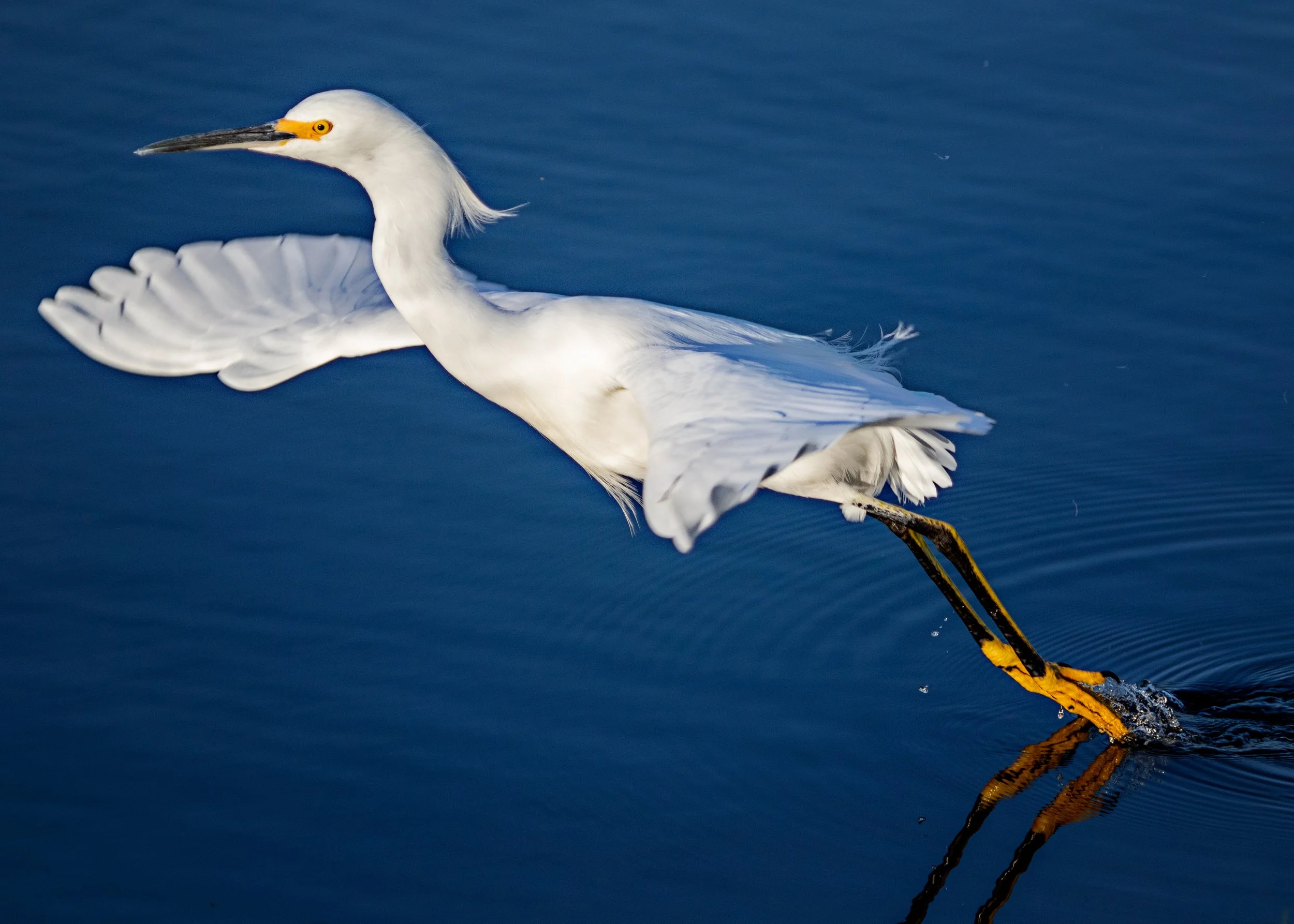 Snowy Egret