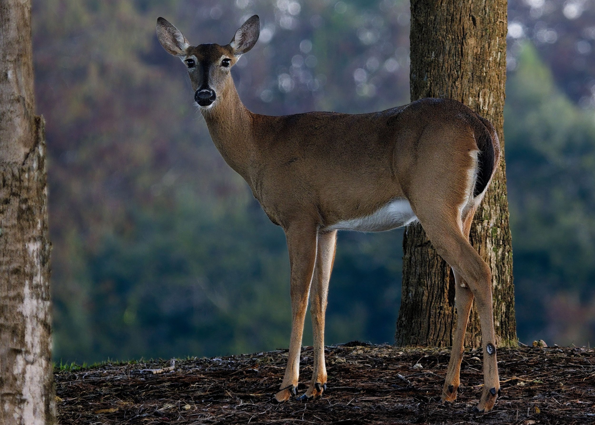 White-Tail Deer