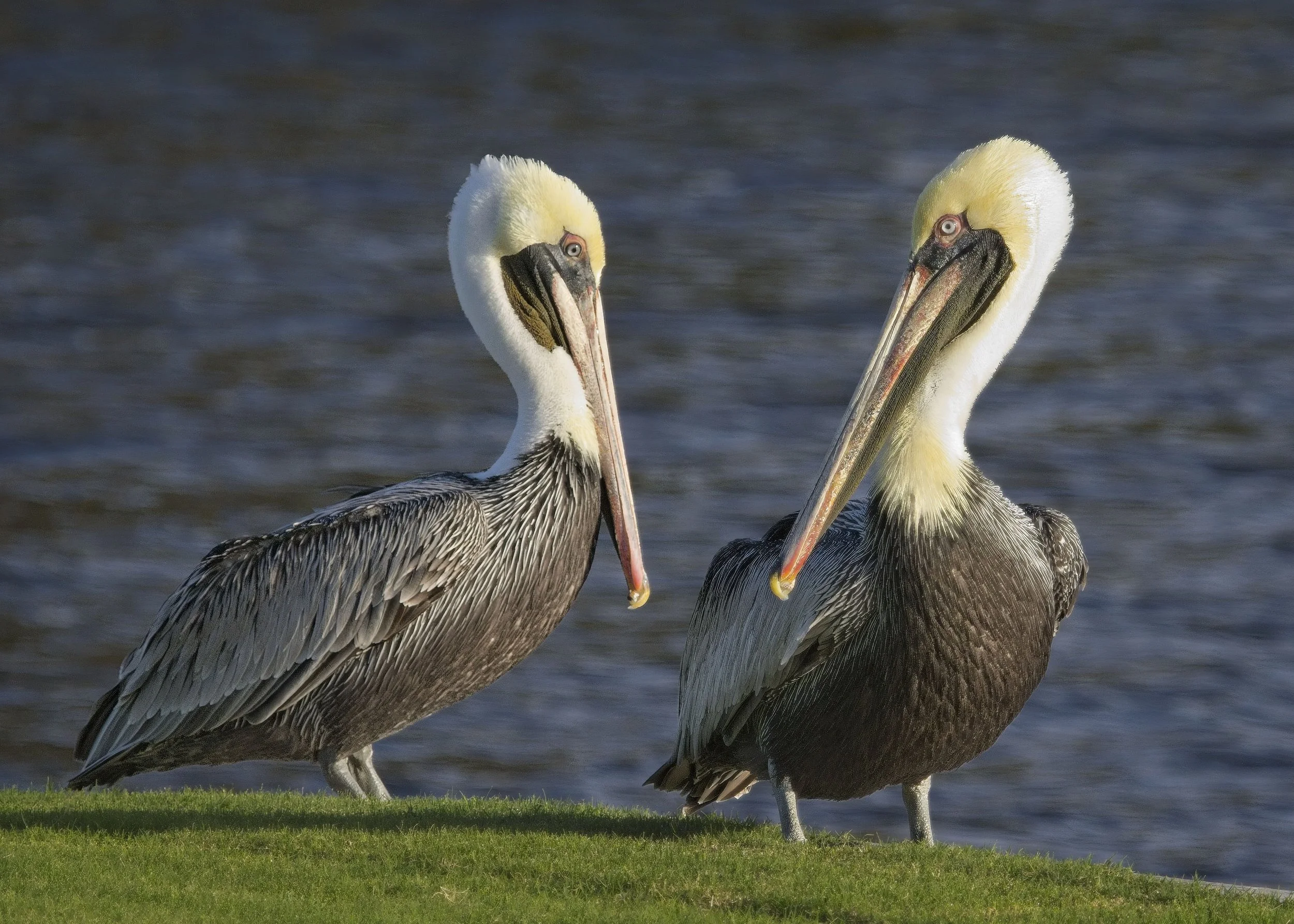 Brown Pelican