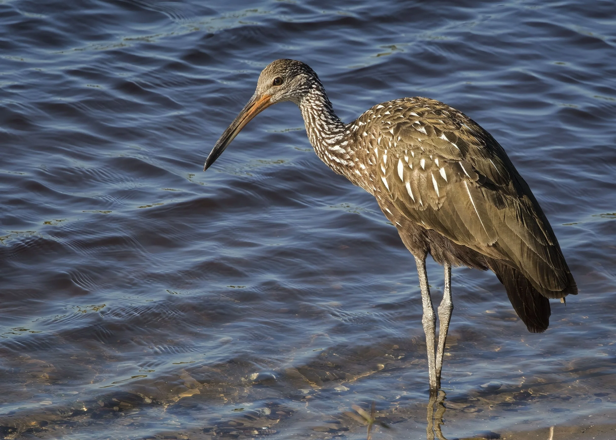 Limpkin