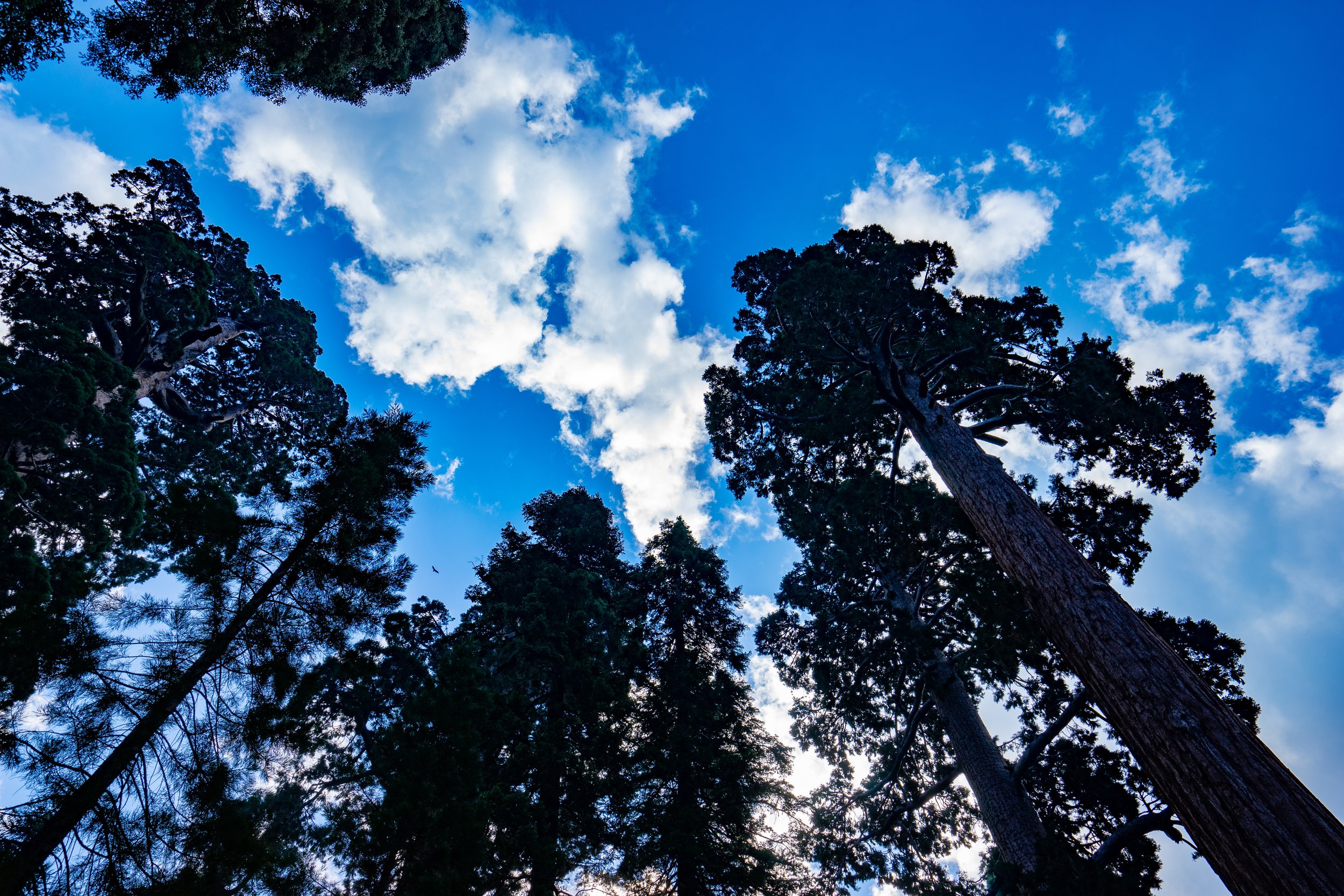Sequoia National Park