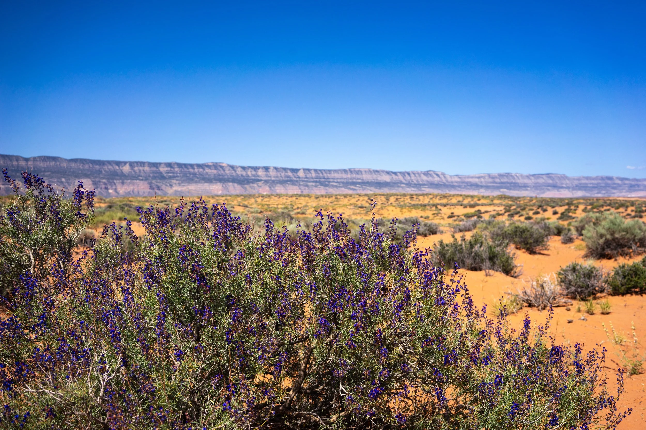 _DSC9305.jpg