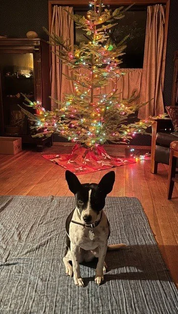 Laue Christmas Tree Farm Skagit County Brand G Creative 10 DEC 2025 (6).jpg