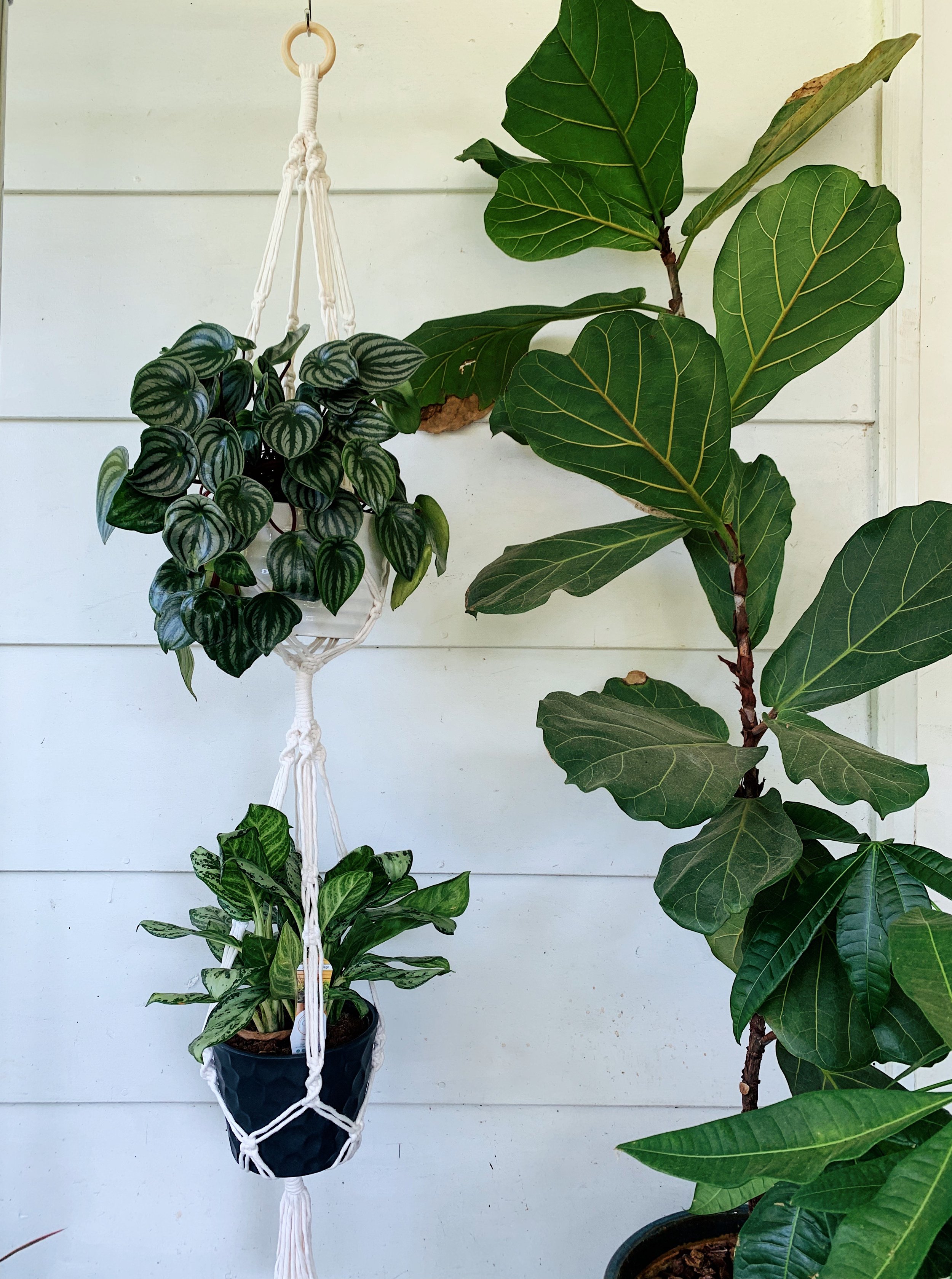 Double Plant Hanger