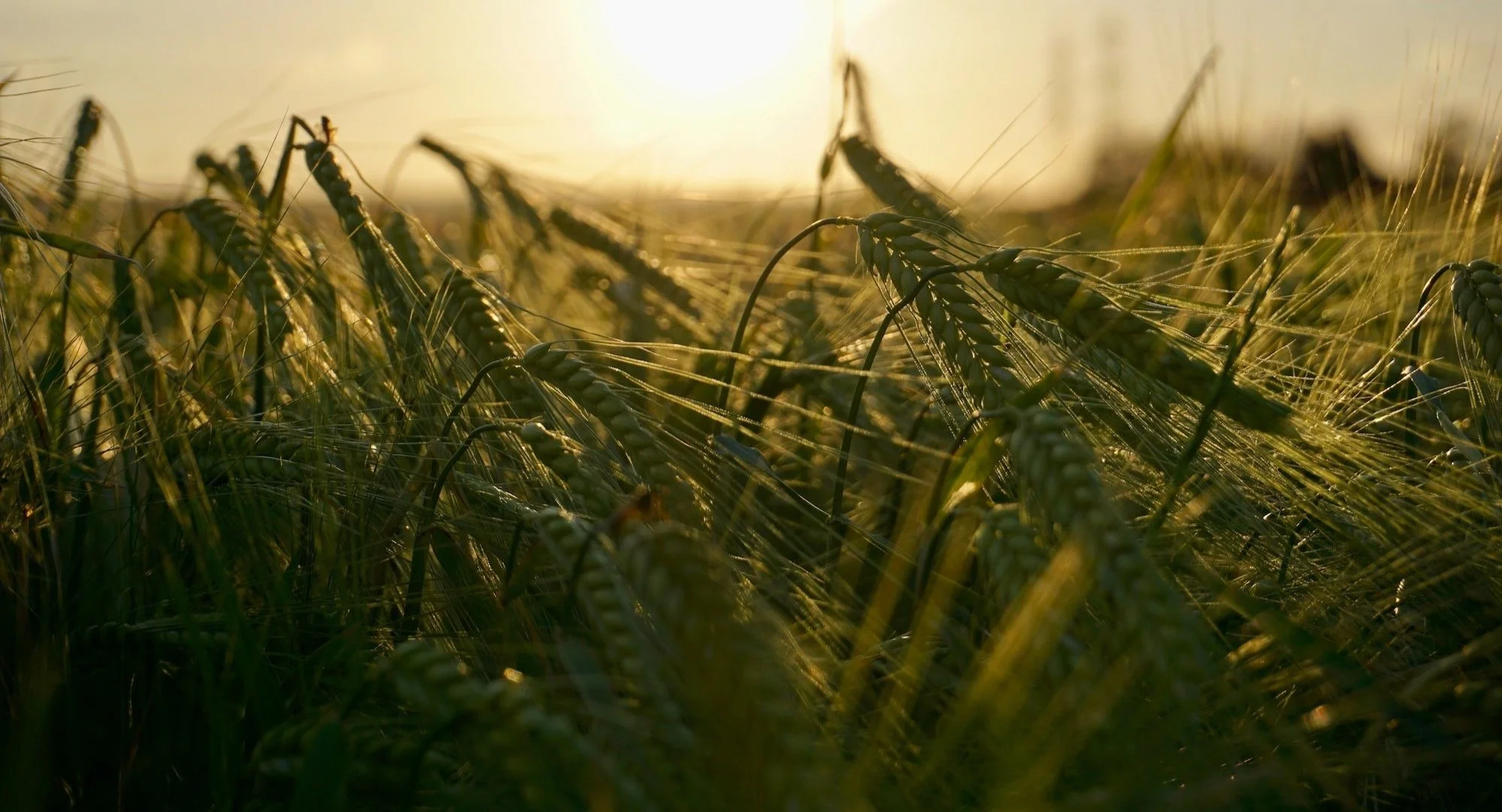 Wheat.jpg