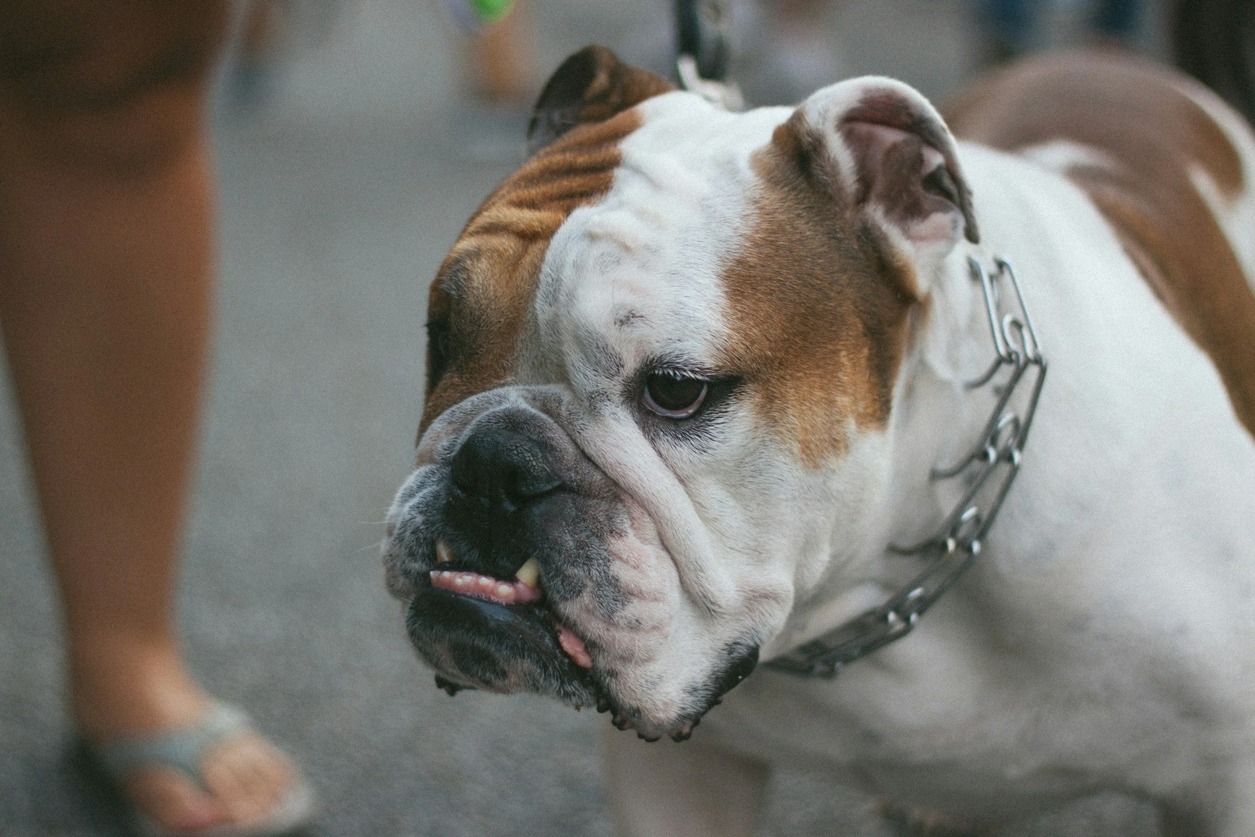 Warnings About Prong and Shock Collars Plus Invisible Fences — Animal ...