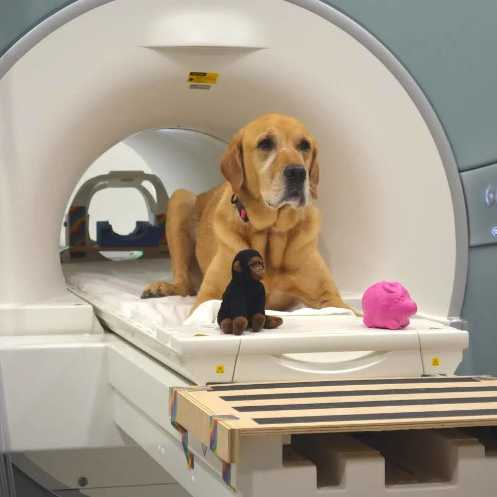 Dog Training All Positive Animal Connection Training