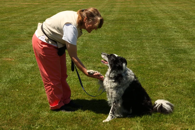 How & Why — Animal Connection Training