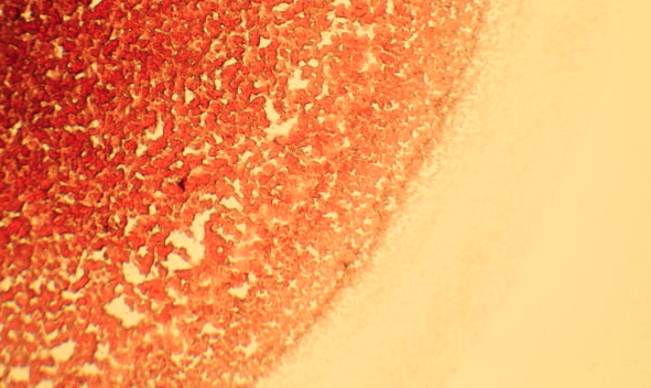 Close-up of an orange and yellow textured surface.