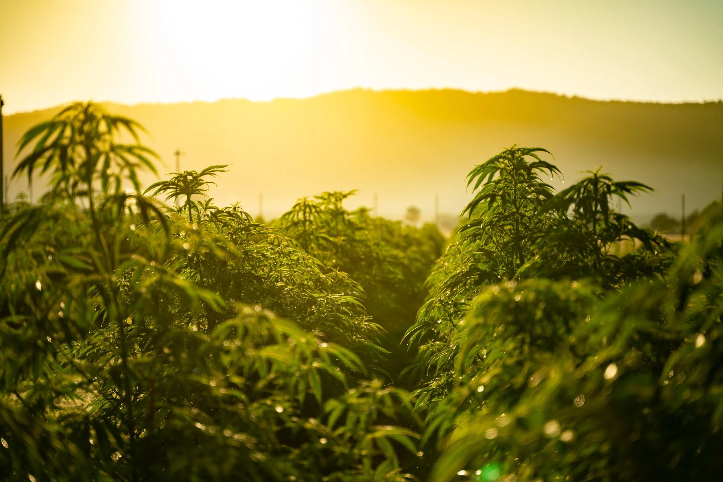 Five New Products Approved for New Zealand Market