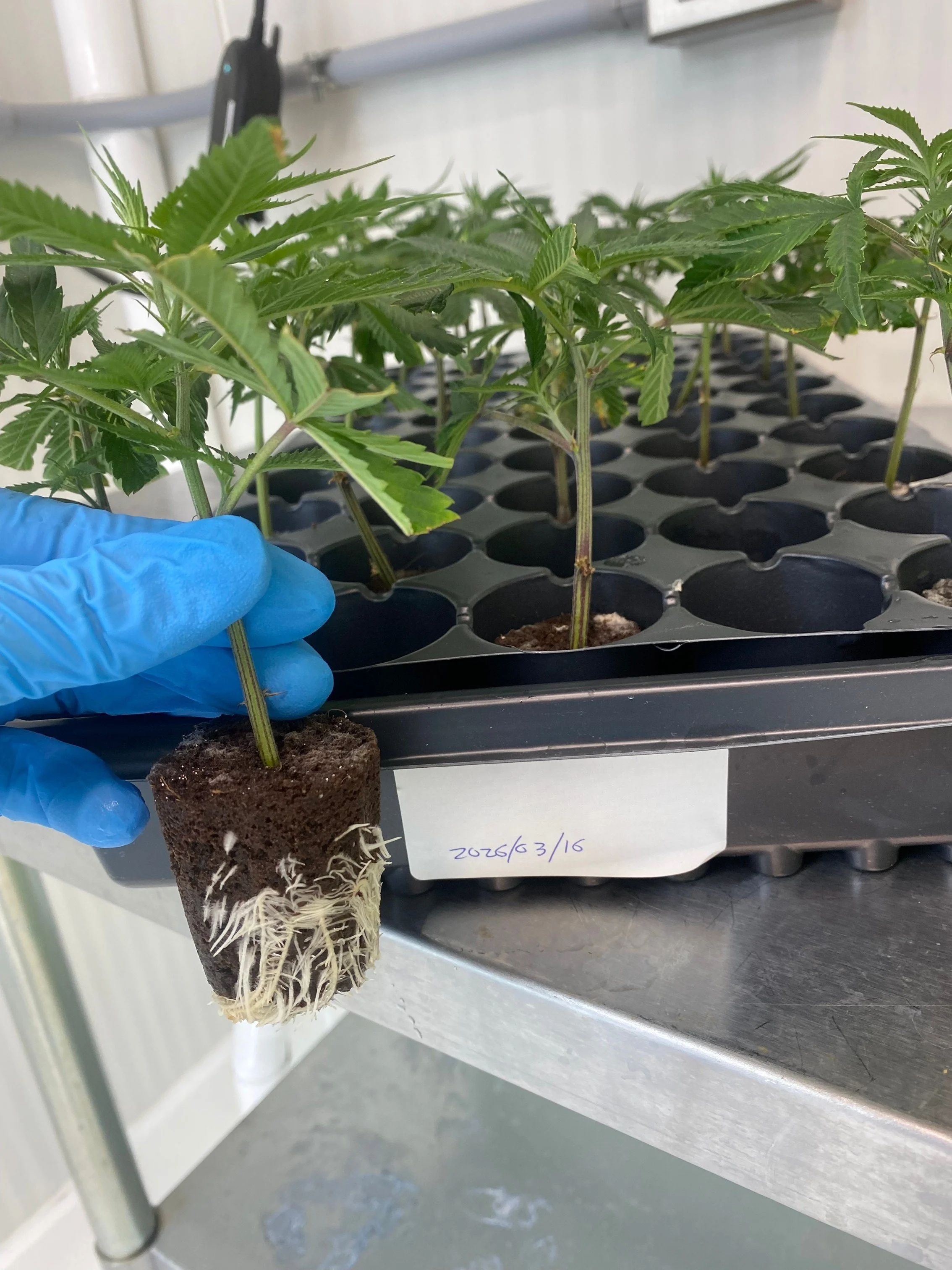 Expansion into Canada with genetics export milestone